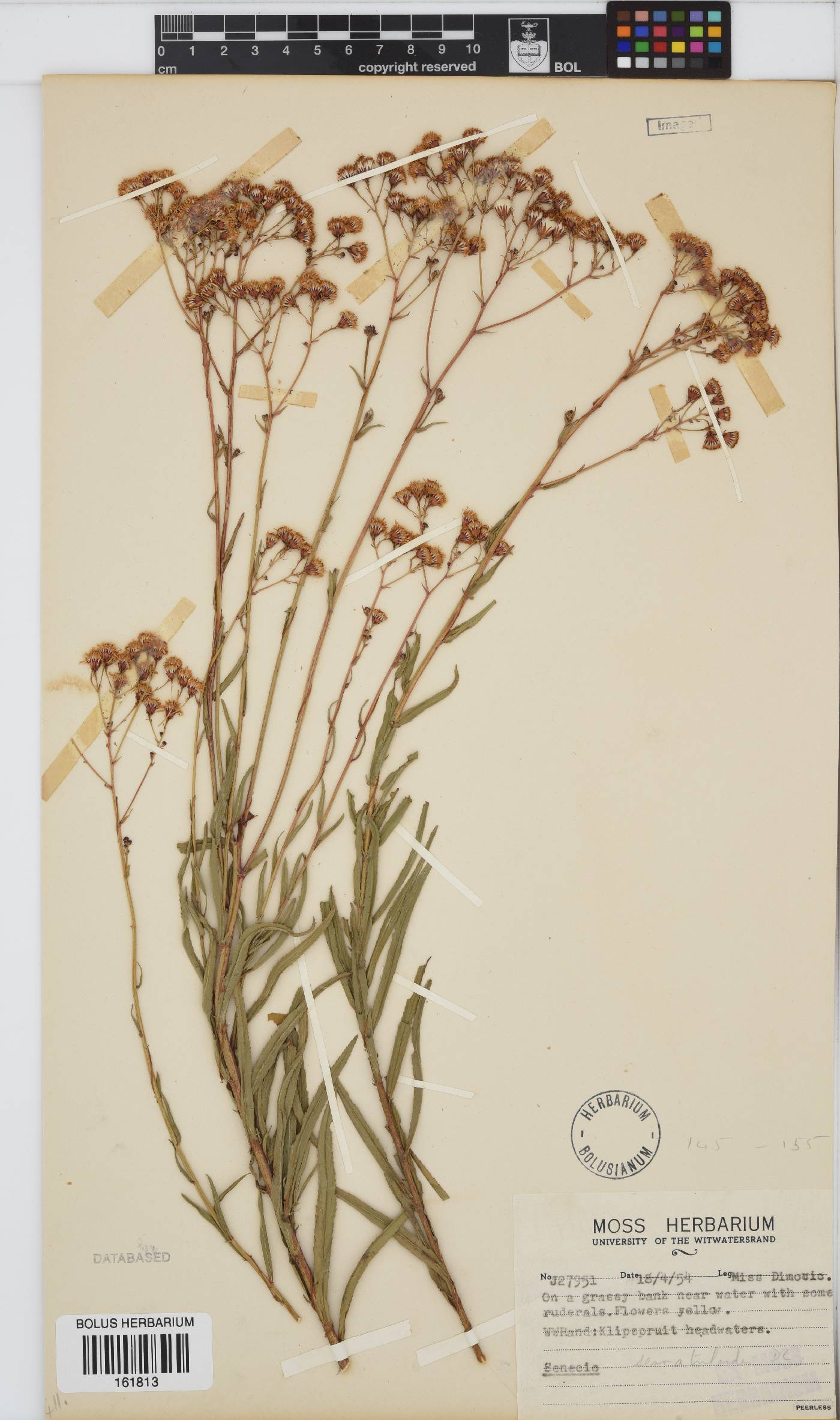 Senecio serratuloides image