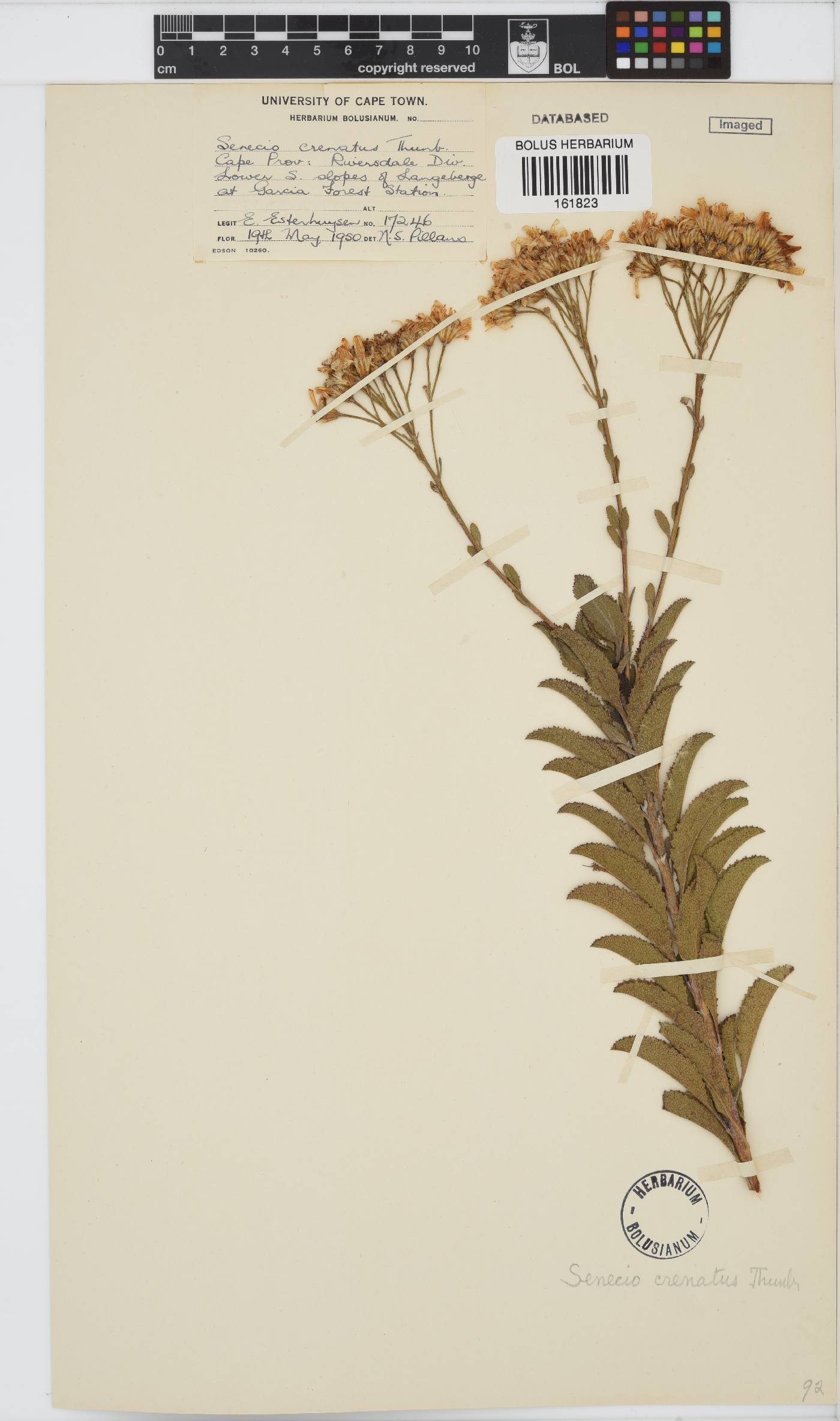 Senecio crenatus image