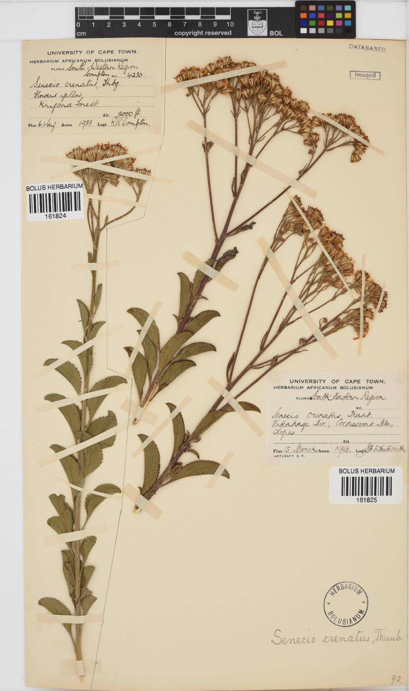 Senecio crenatus image