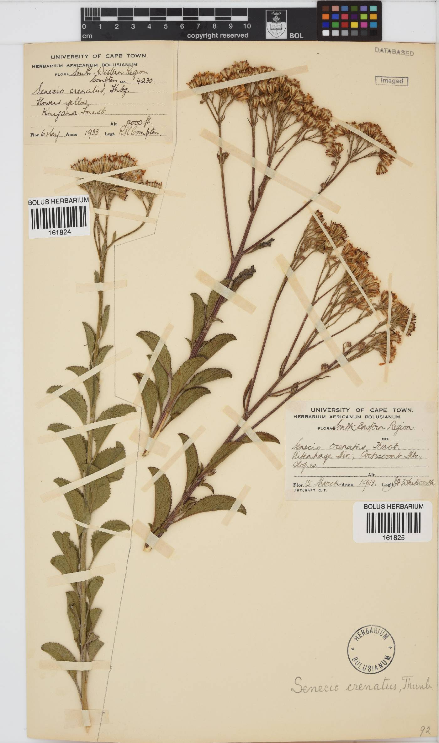 Senecio crenatus image