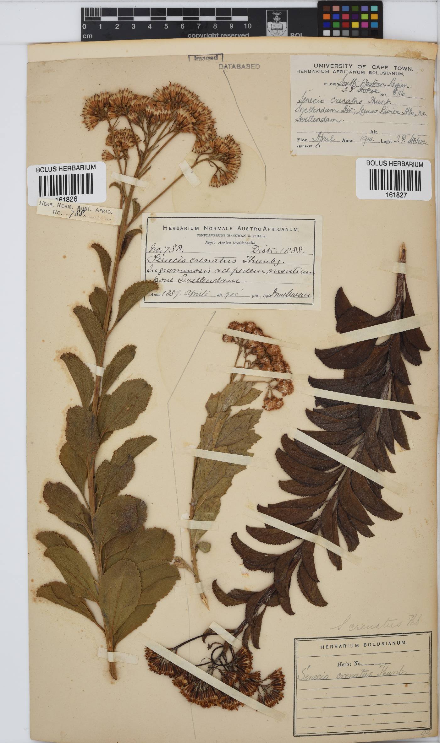 Senecio crenatus image