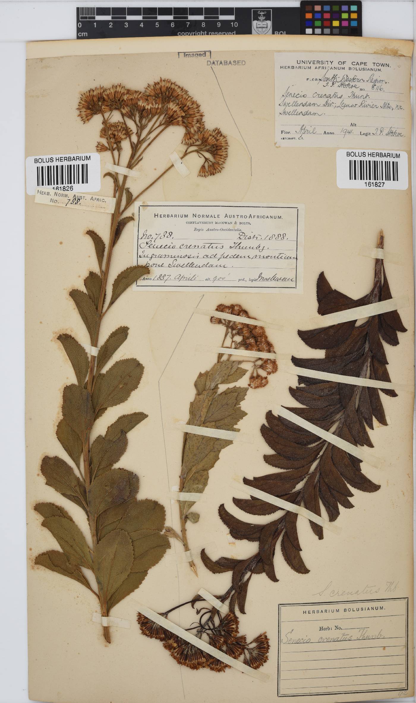 Senecio crenatus image