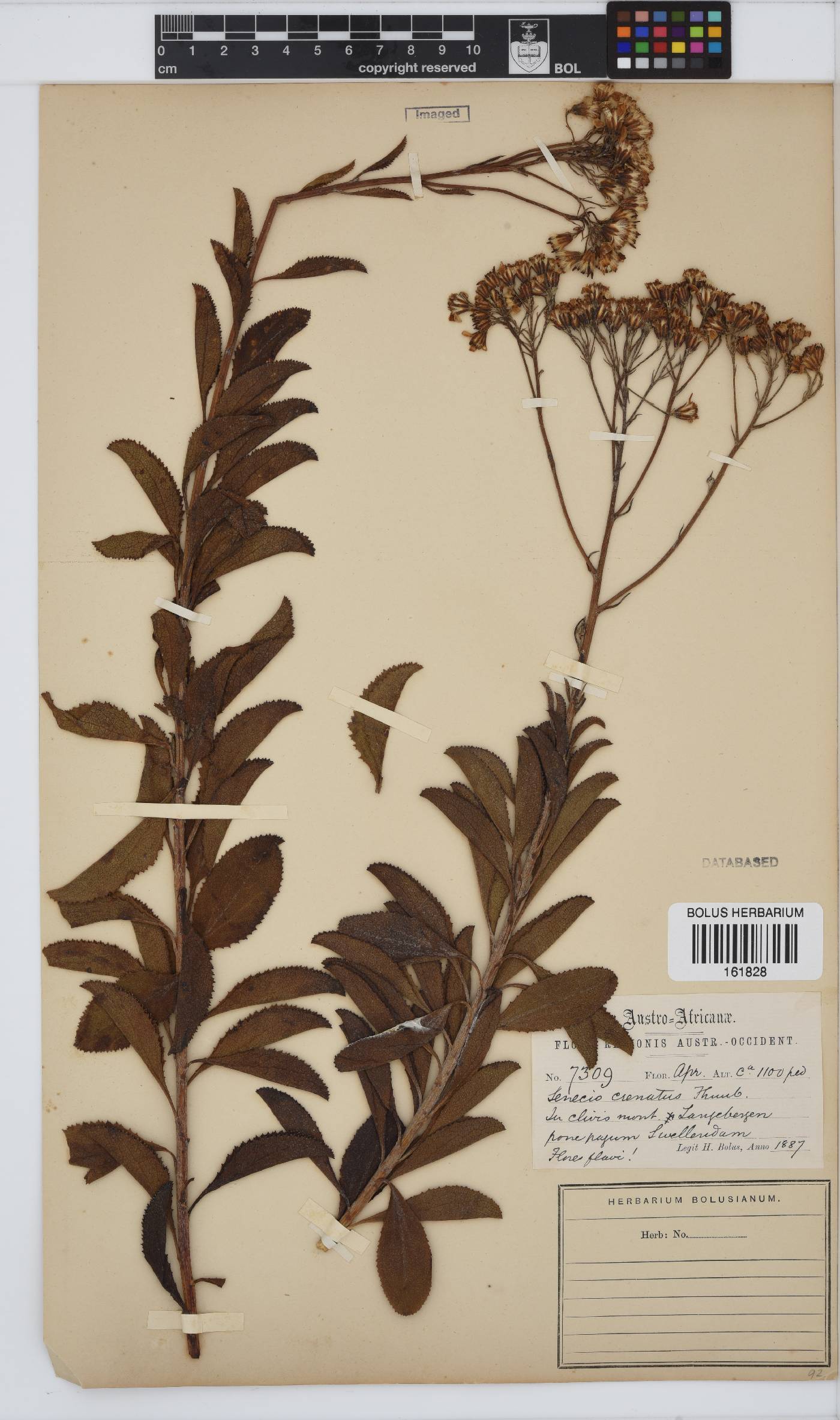 Senecio crenatus image