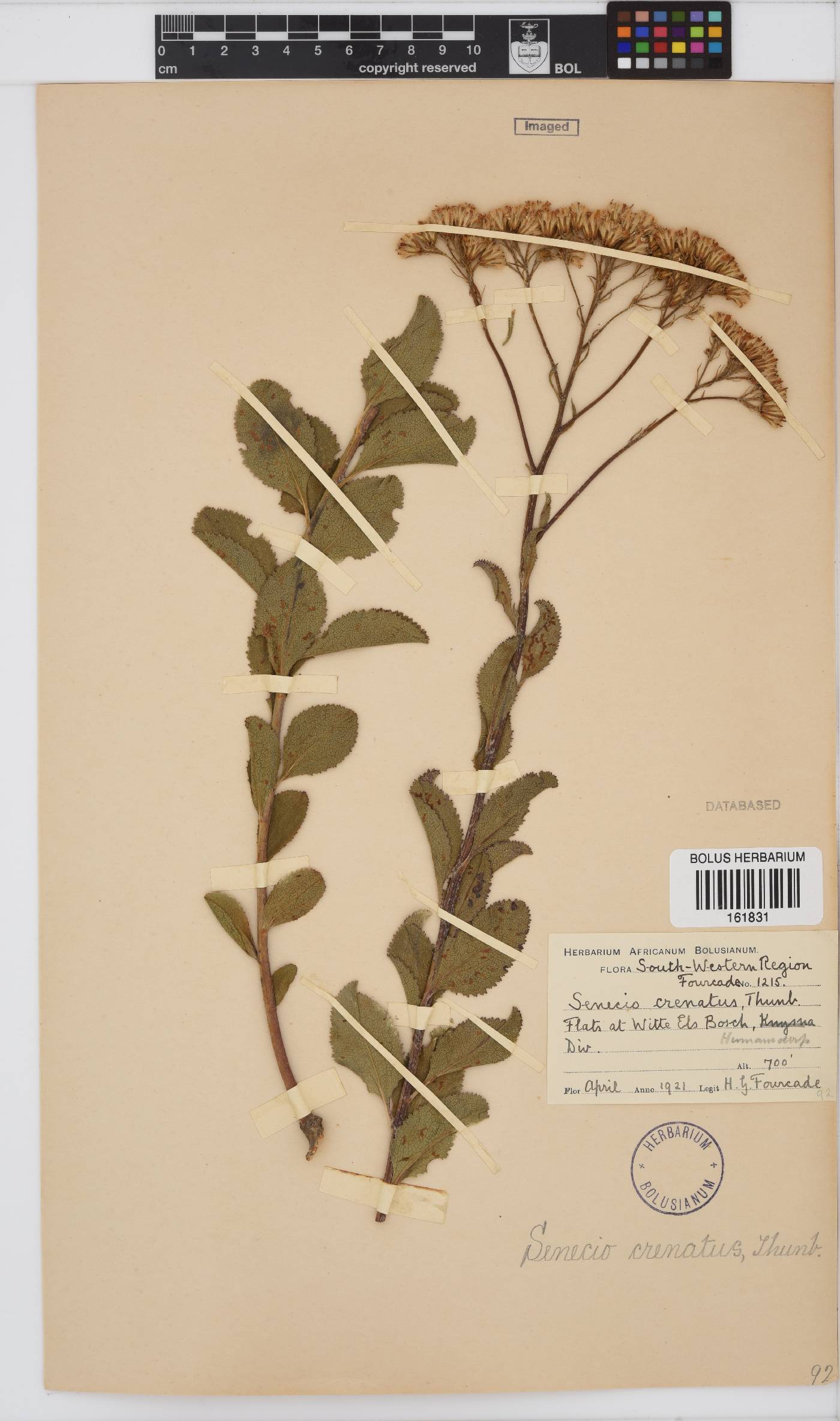 Senecio crenatus image