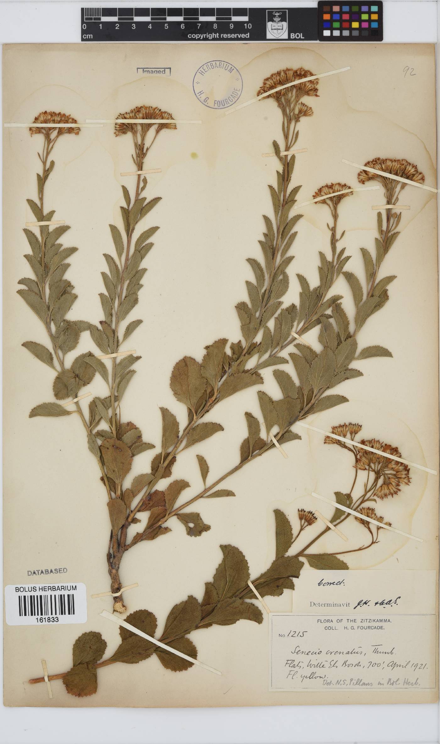 Senecio crenatus image