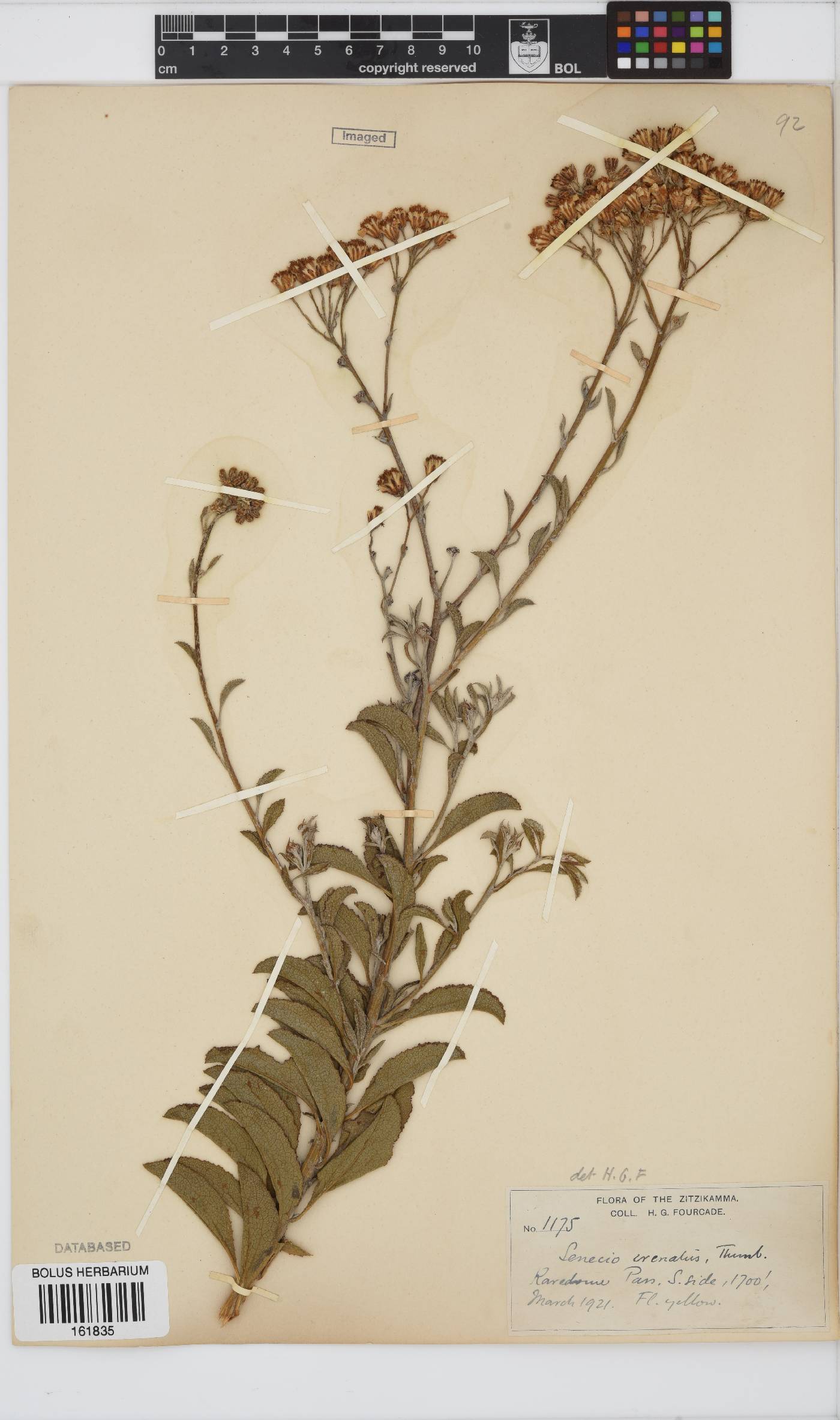 Senecio crenatus image