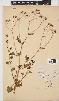 Senecio oxyodontus image