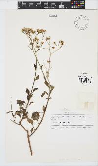 Senecio oxyodontus image