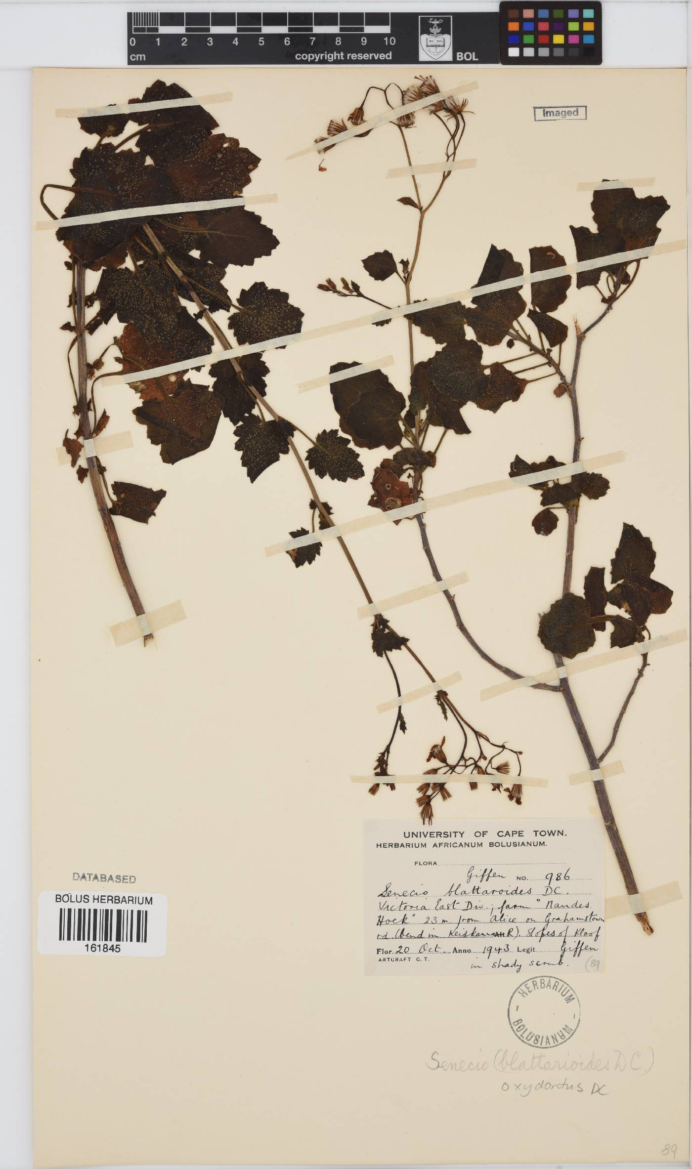 Senecio oxyodontus image