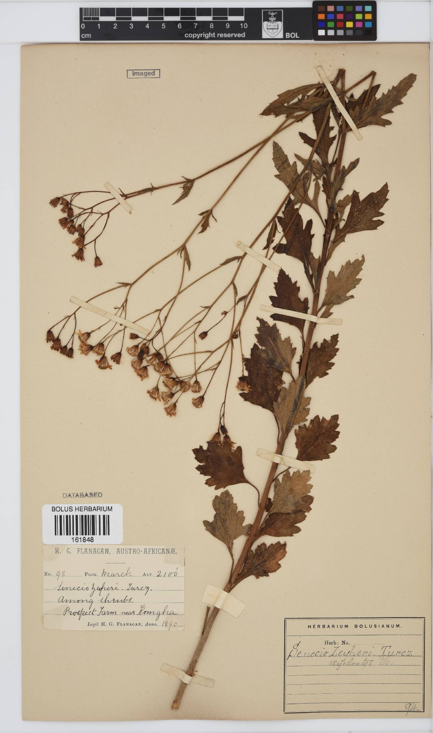 Senecio oxyodontus image