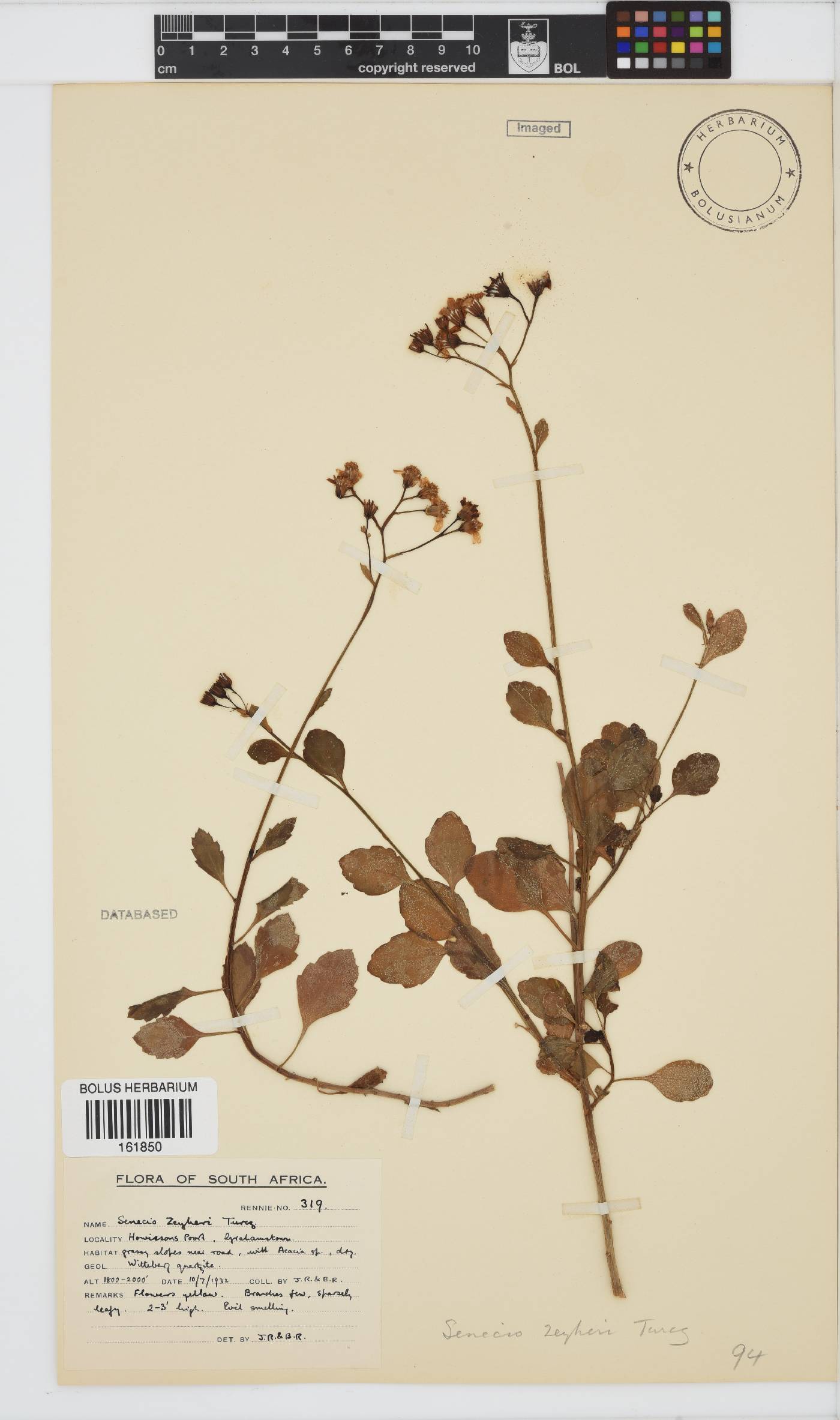 Senecio oxyodontus image