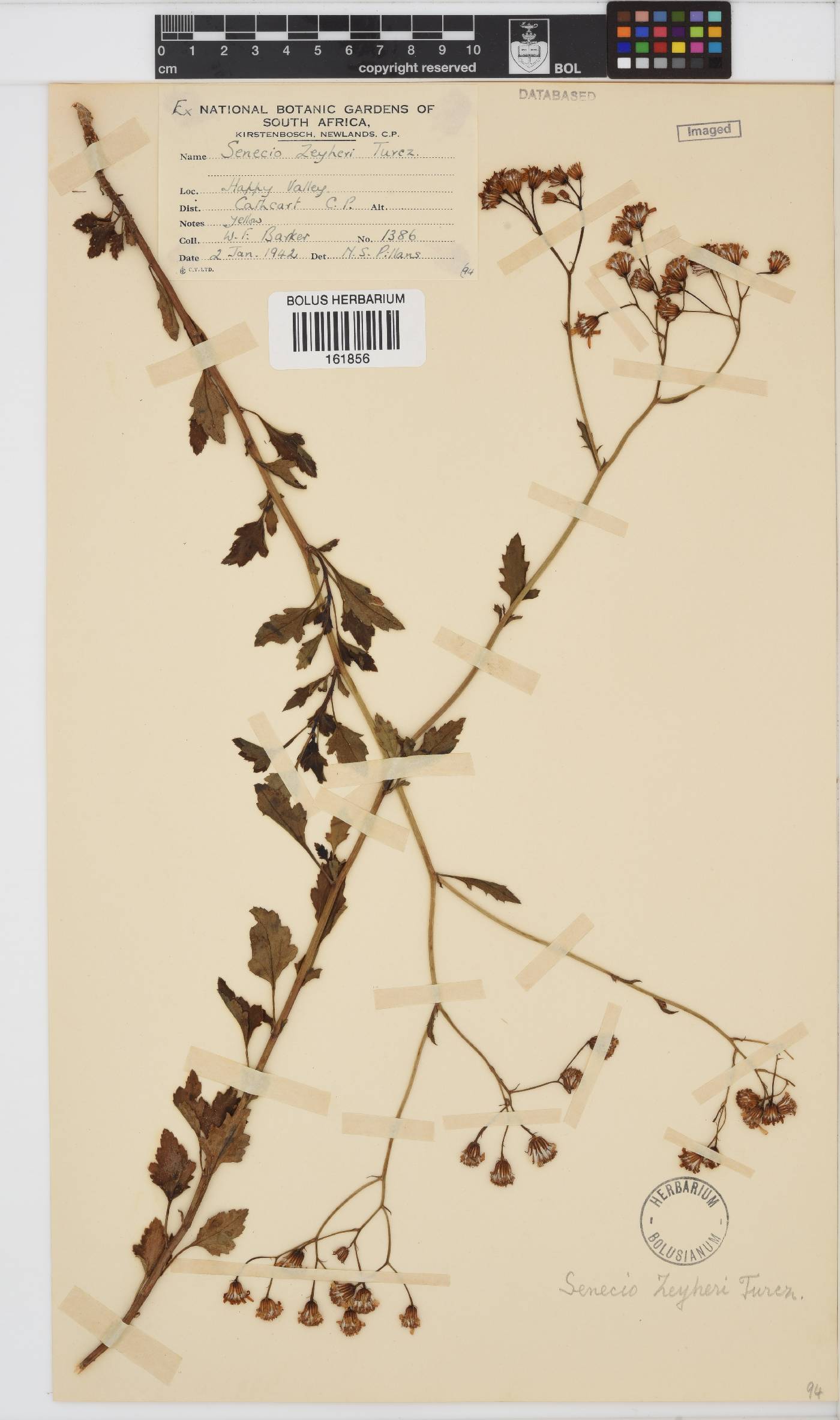 Senecio oxyodontus image