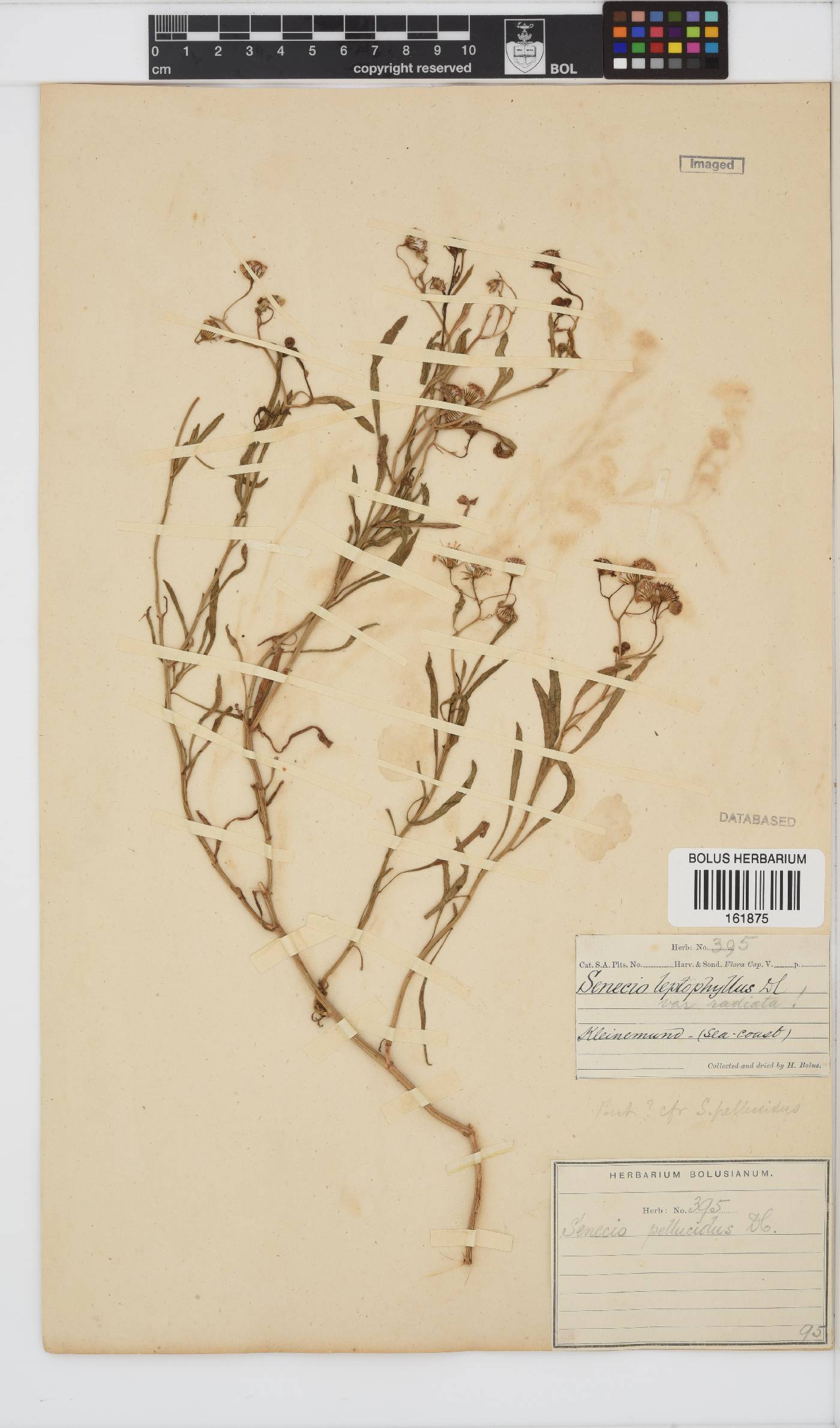 Senecio pellucidus image