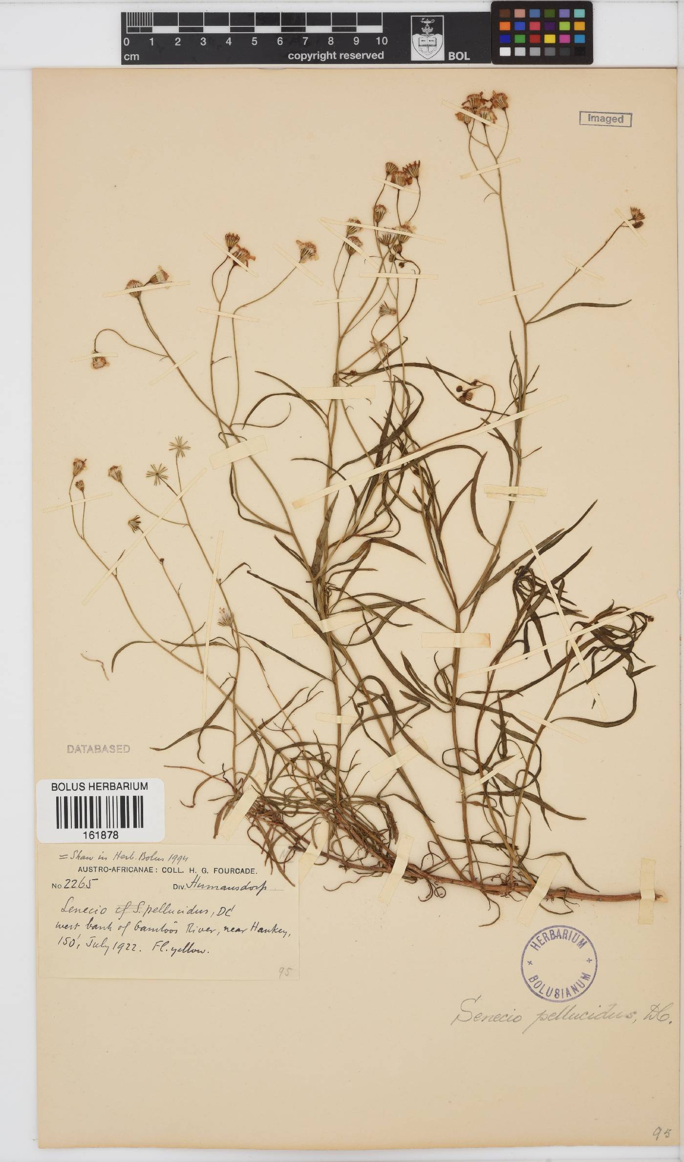 Senecio pellucidus image
