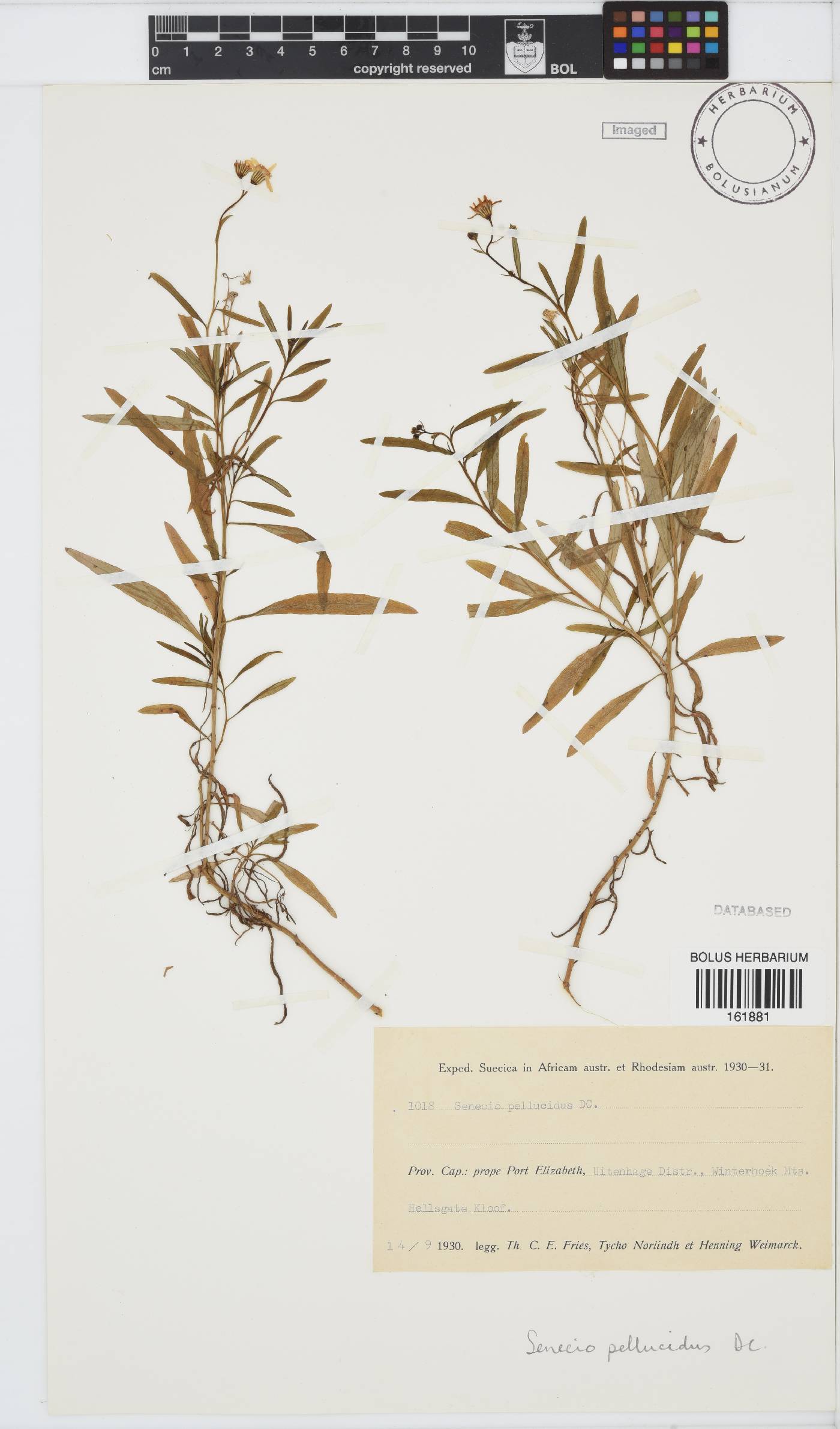 Senecio pellucidus image