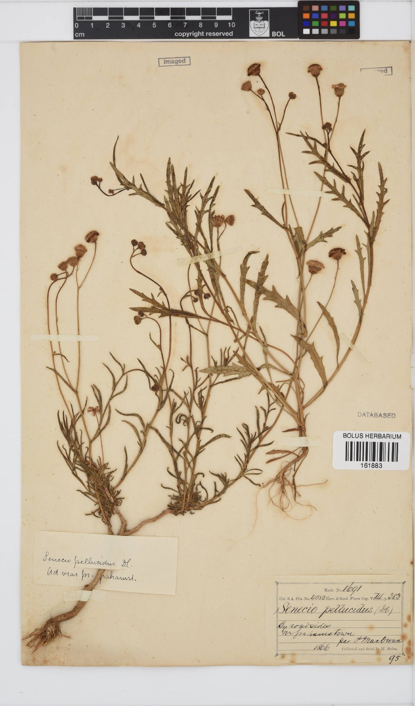 Senecio pellucidus image