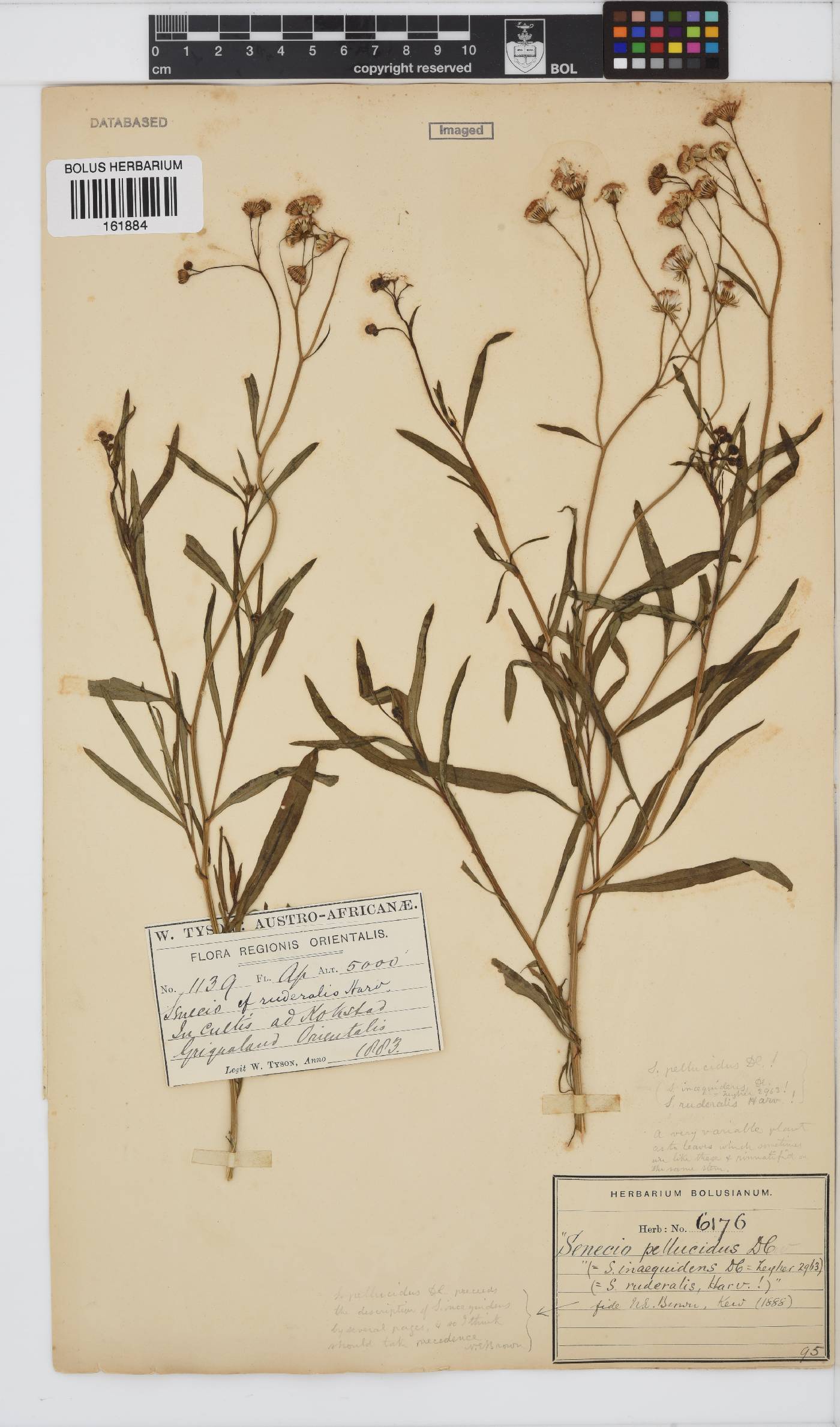 Senecio pellucidus image