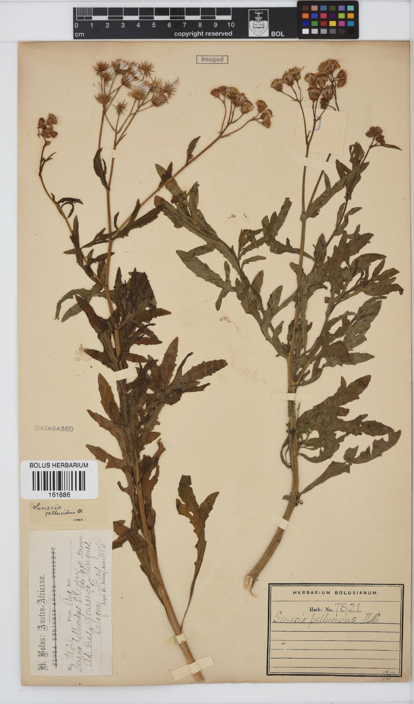 Senecio pellucidus image