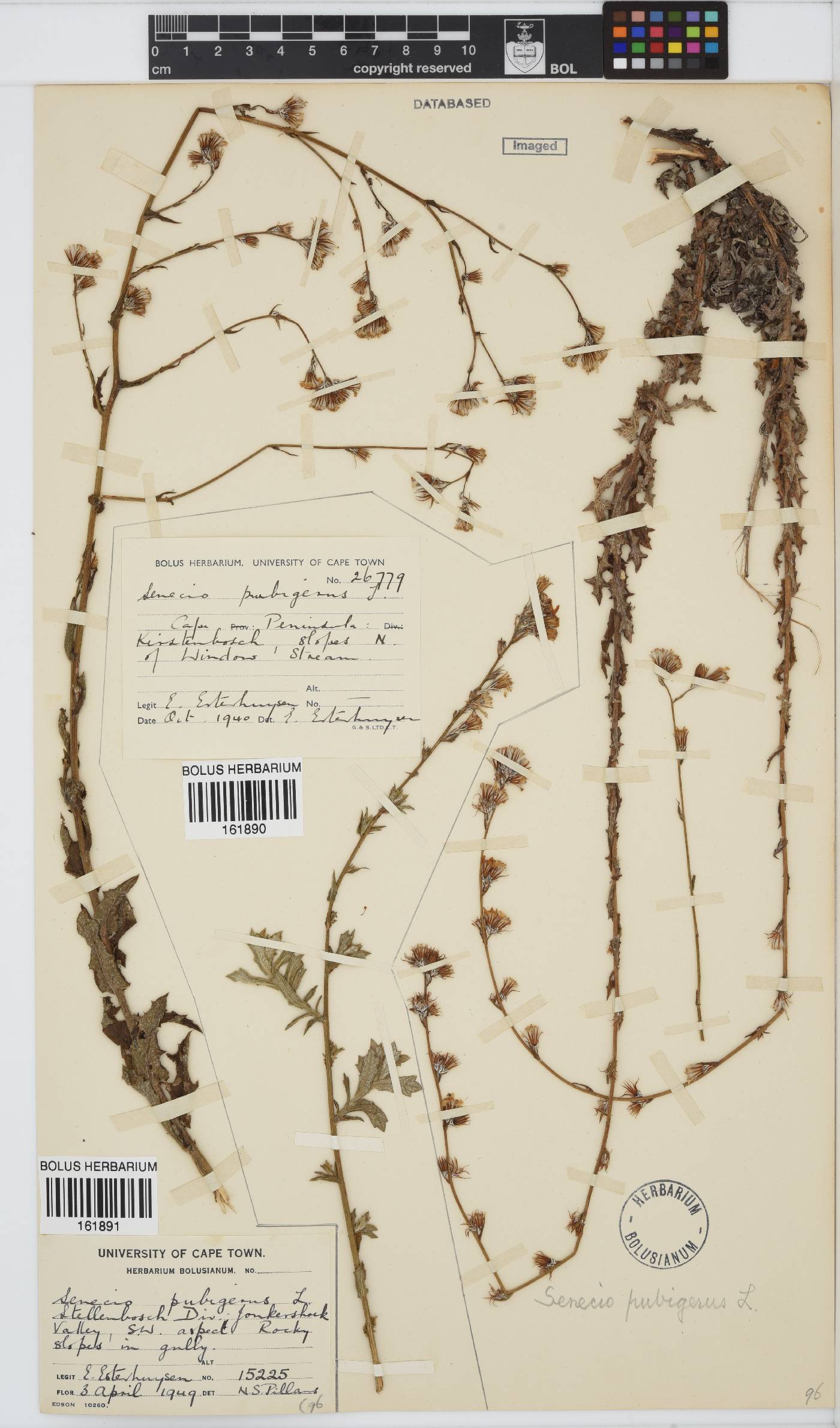 Senecio pubigerus image