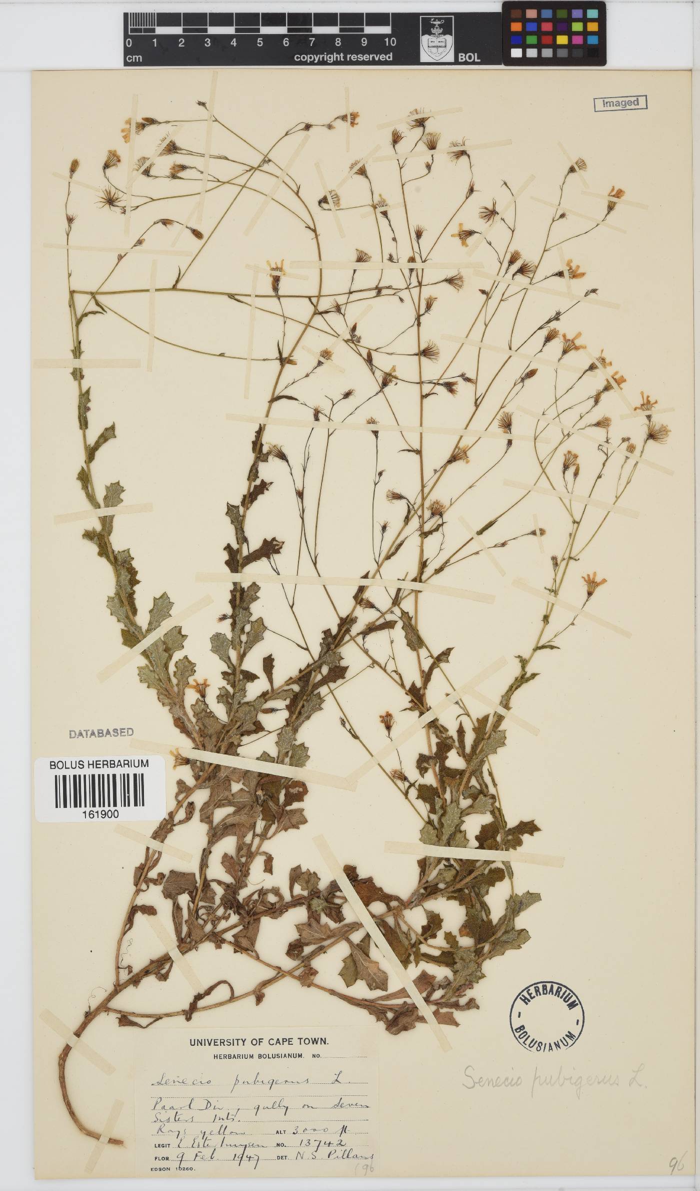 Senecio pubigerus image