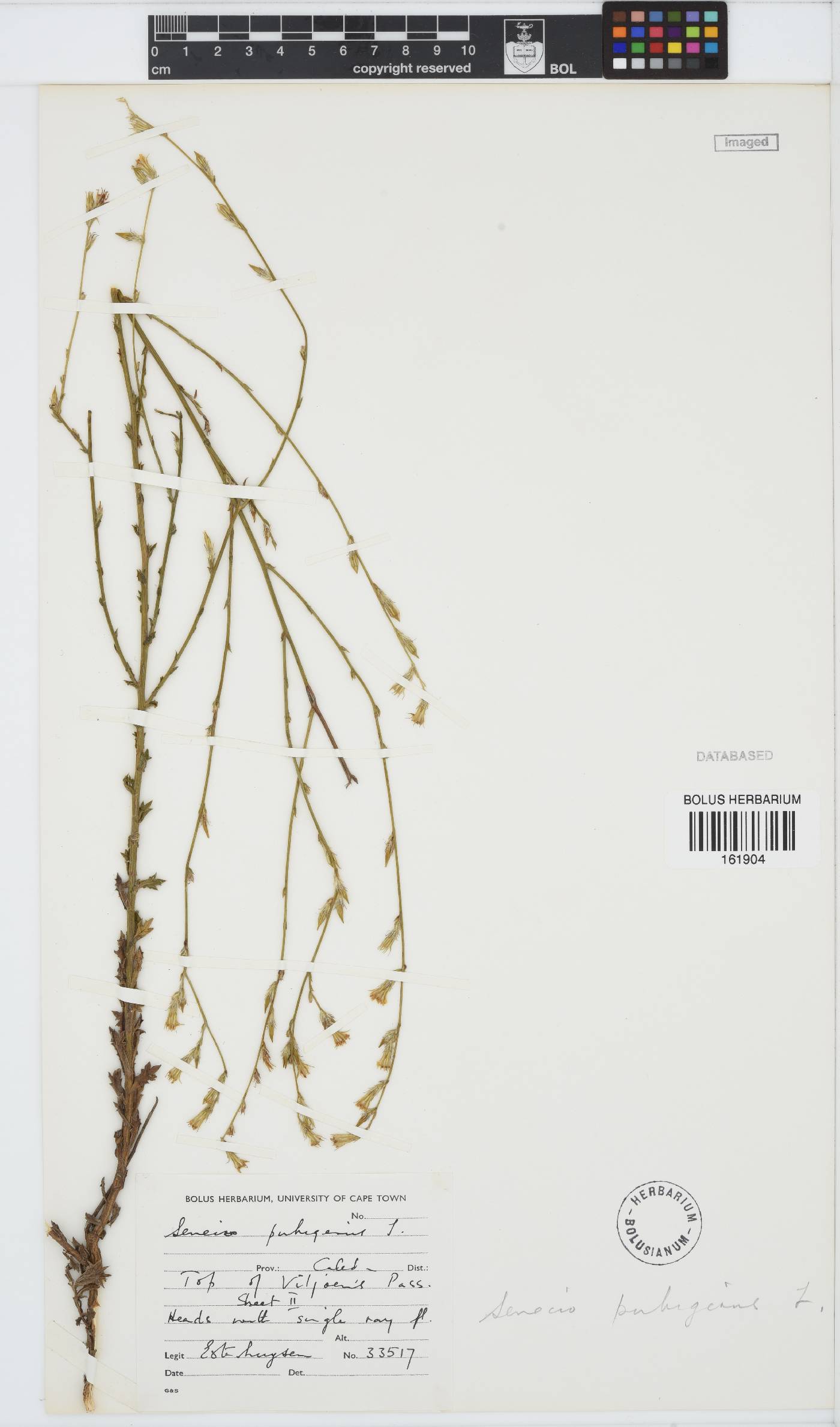 Senecio pubigerus image