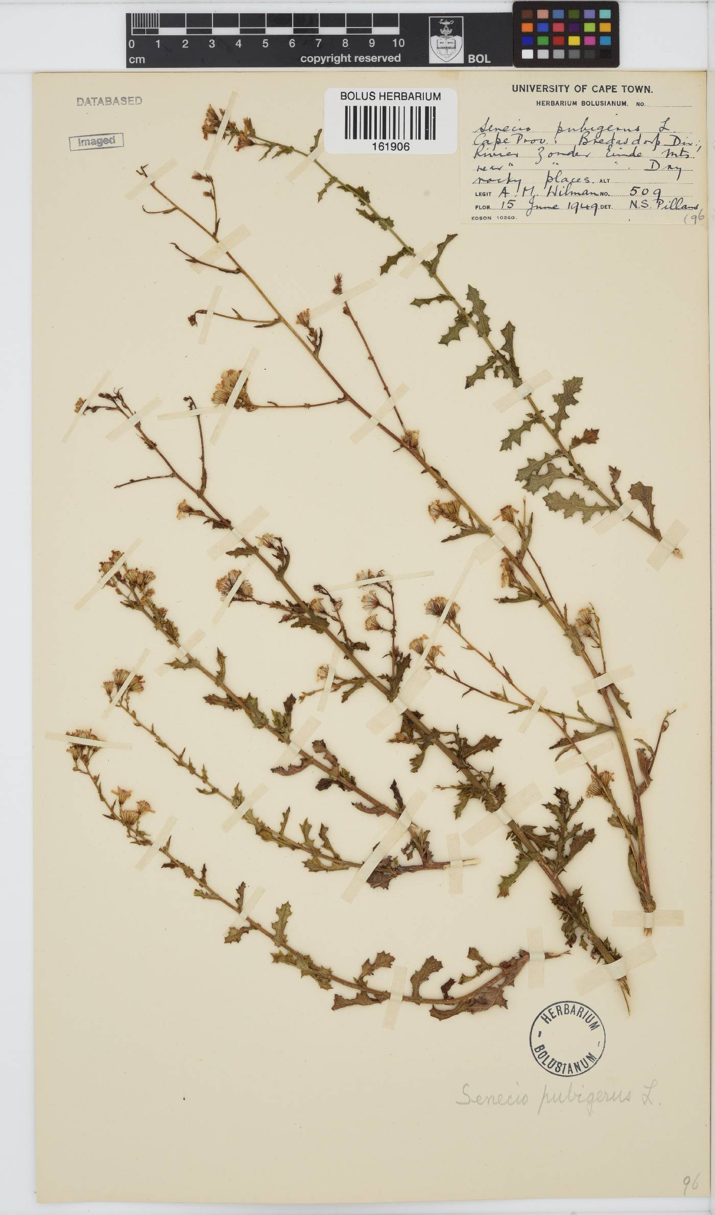 Senecio pubigerus image