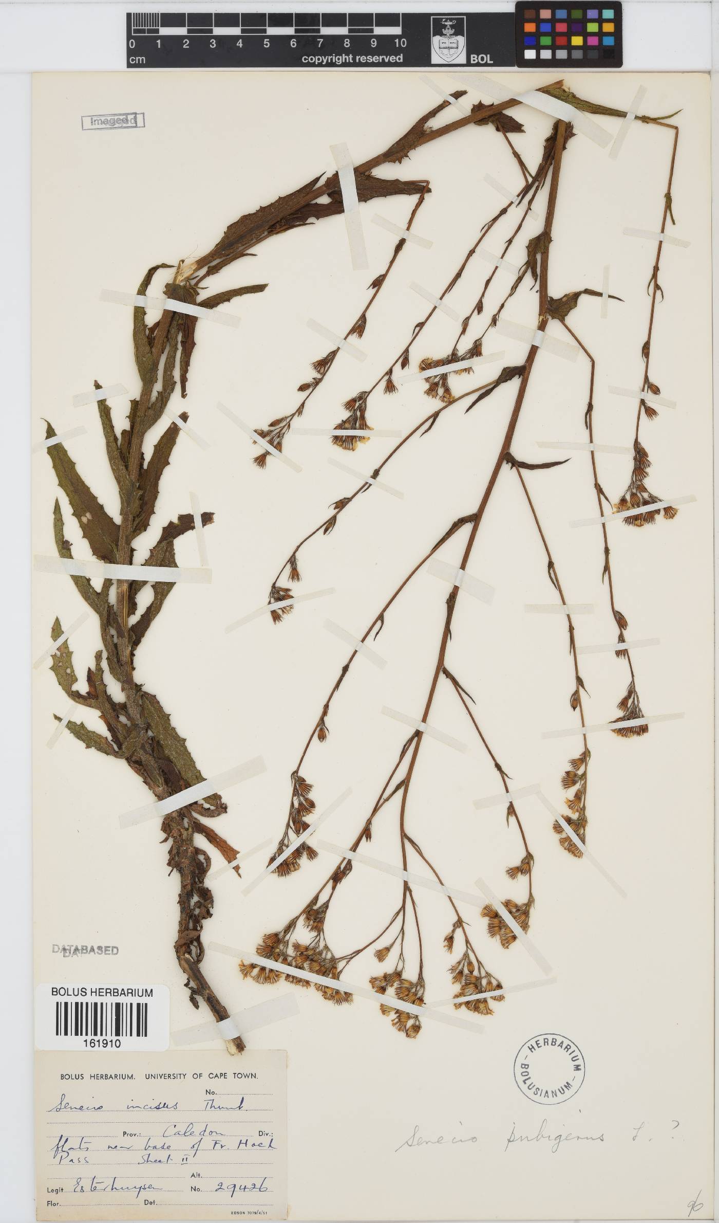 Senecio pubigerus image