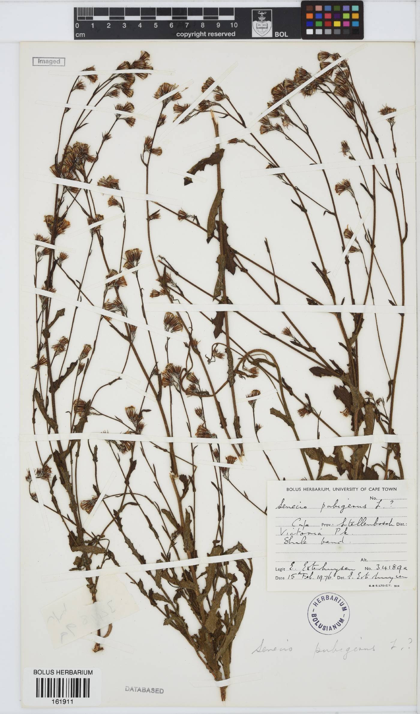Senecio pubigerus image
