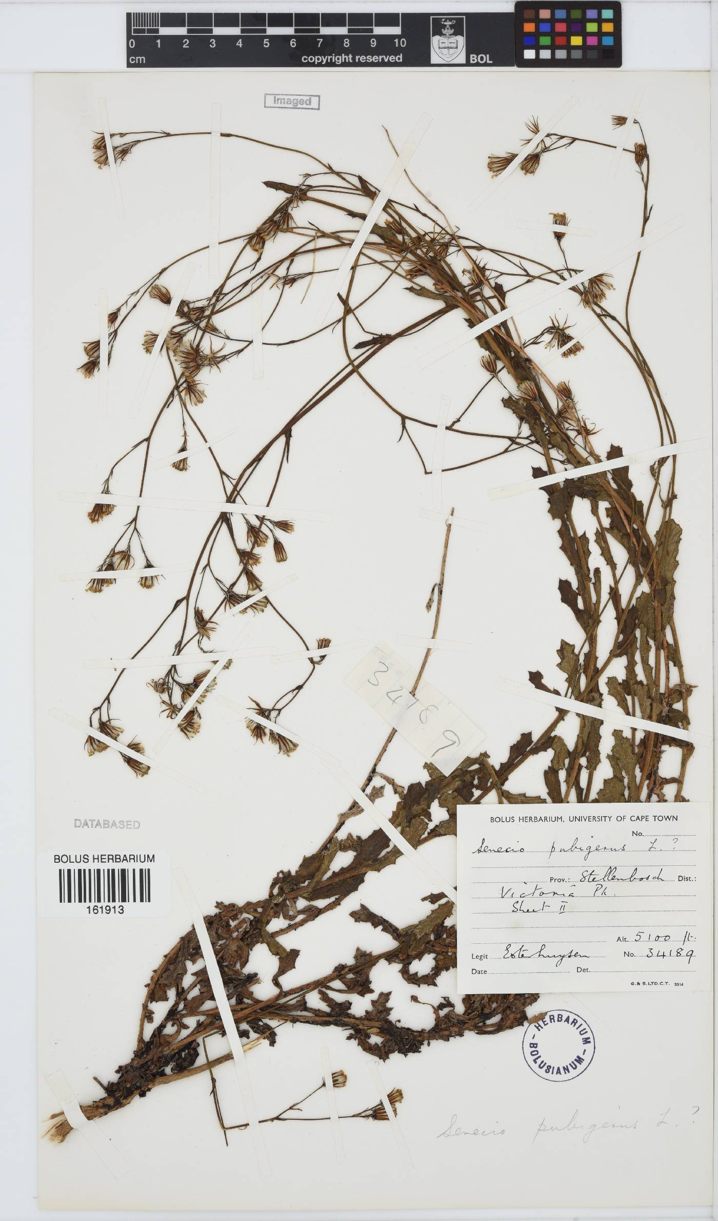 Senecio pubigerus image