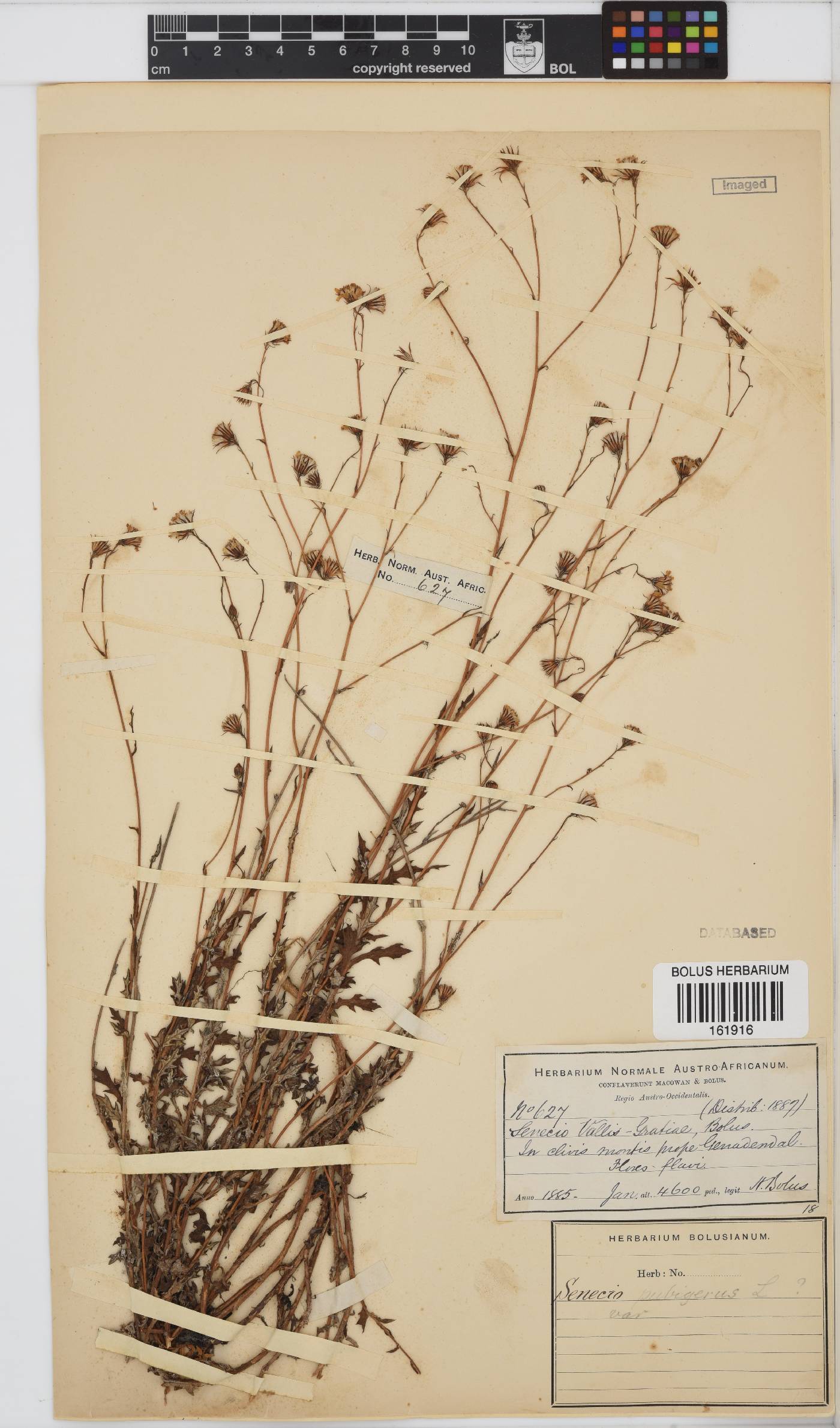 Senecio pubigerus image