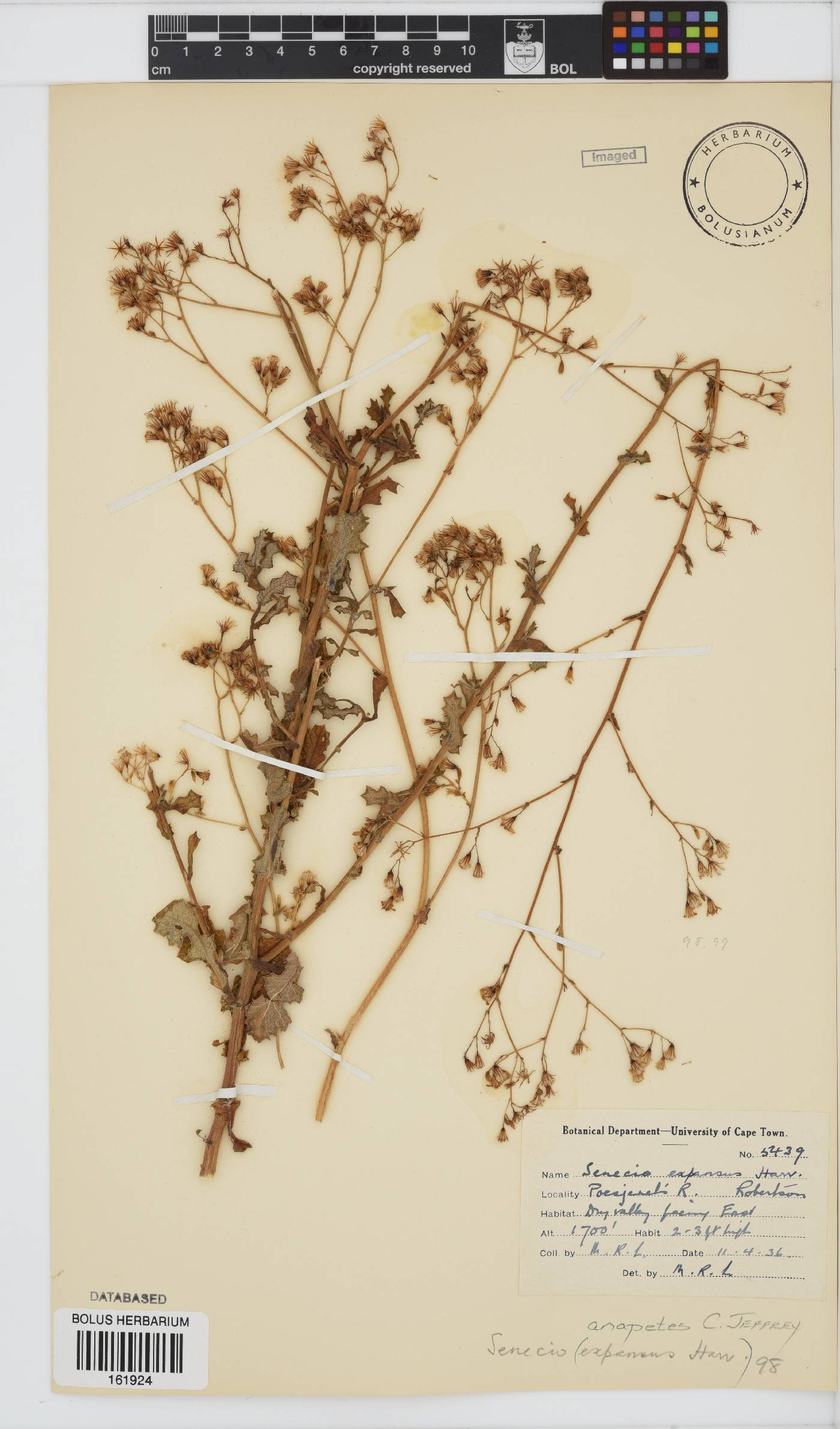 Senecio anapetes image