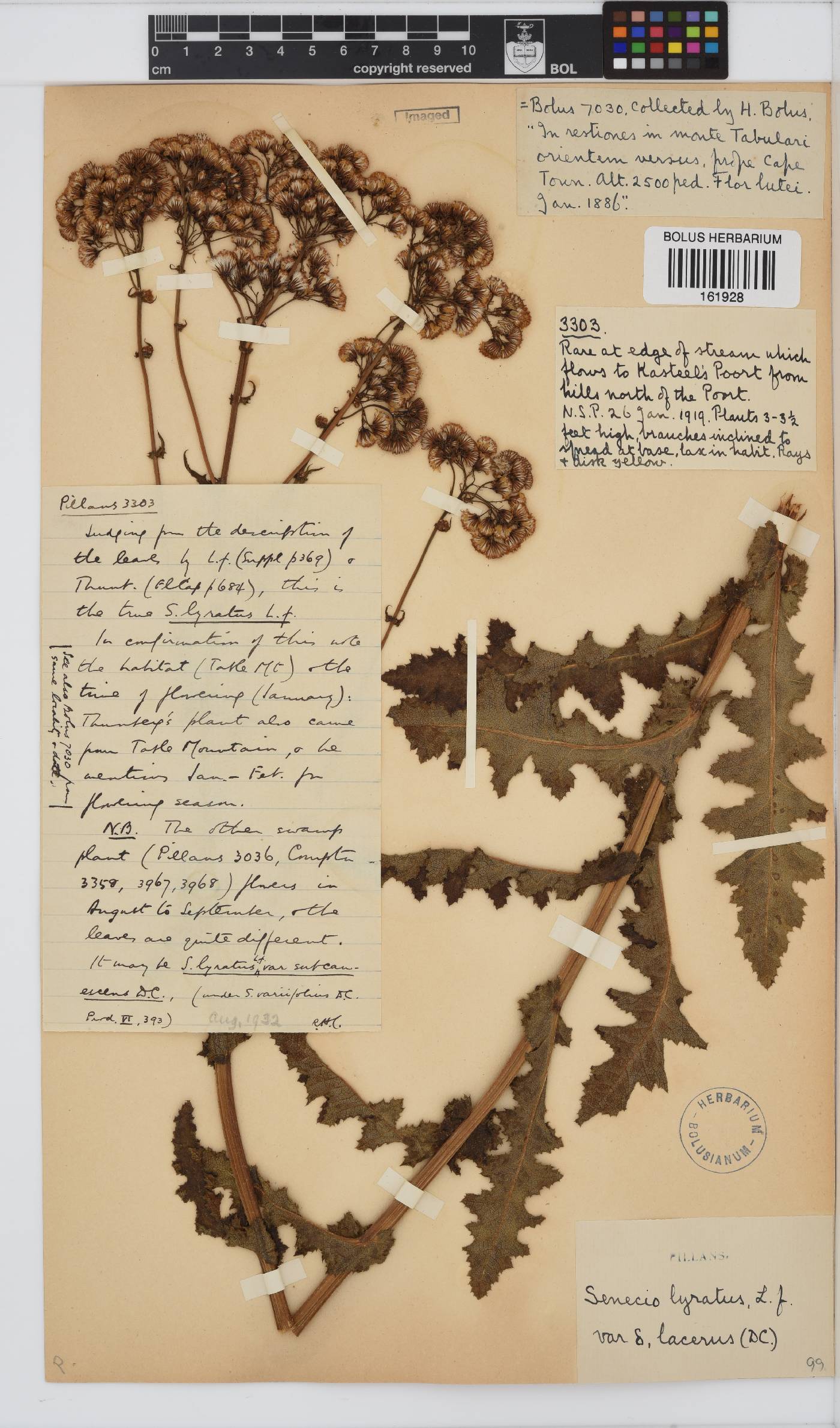 Senecio anapetes image