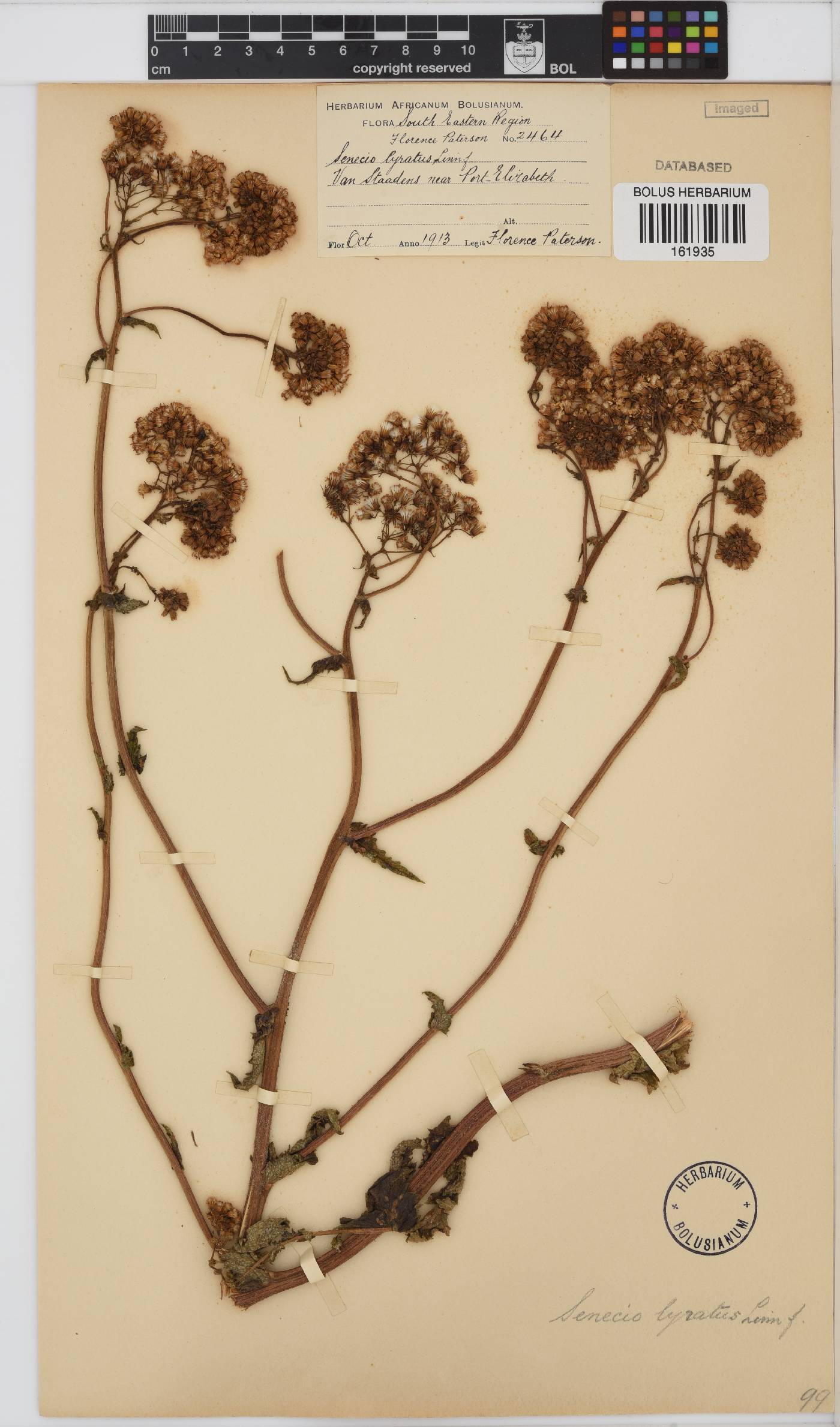 Senecio anapetes image