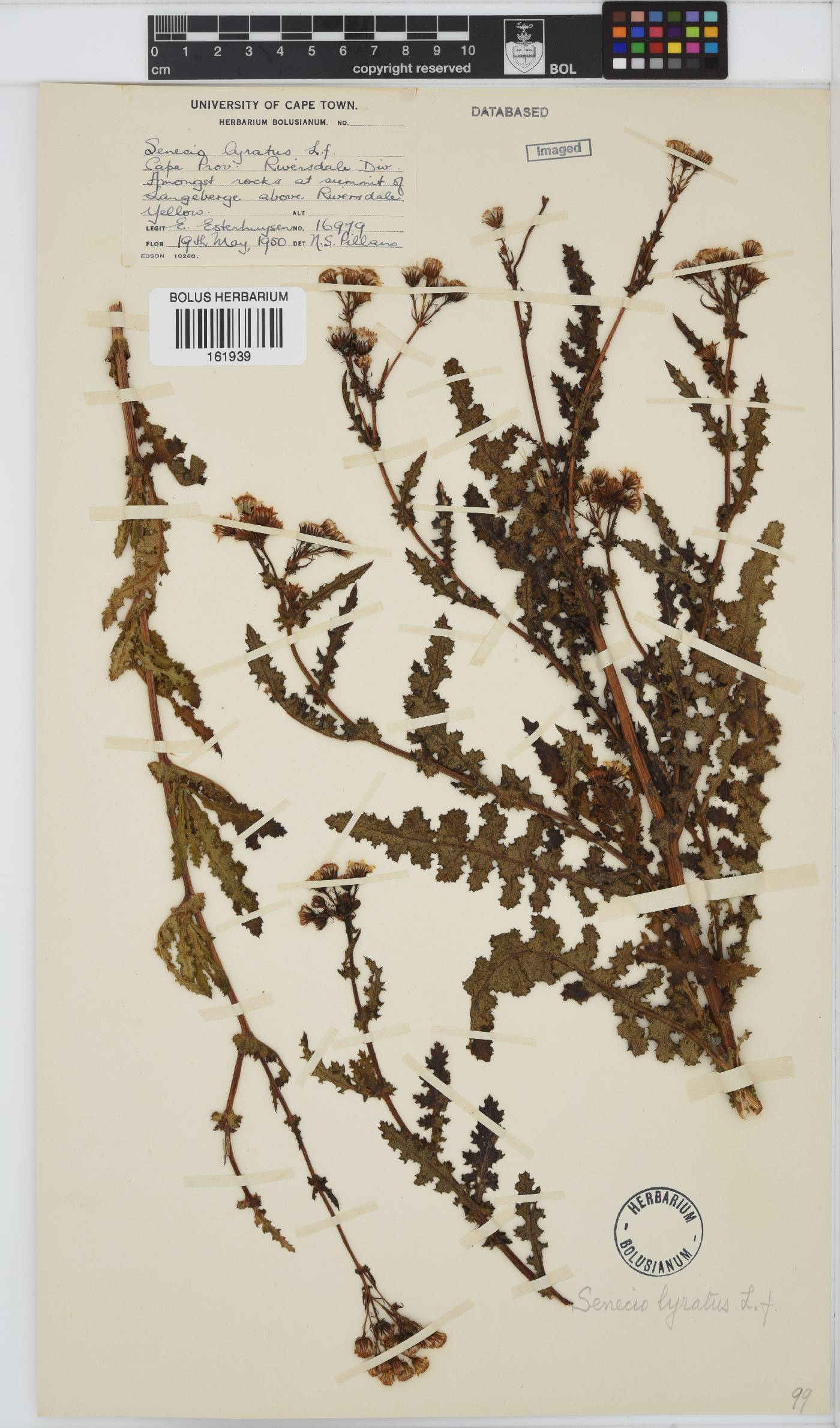 Senecio anapetes image