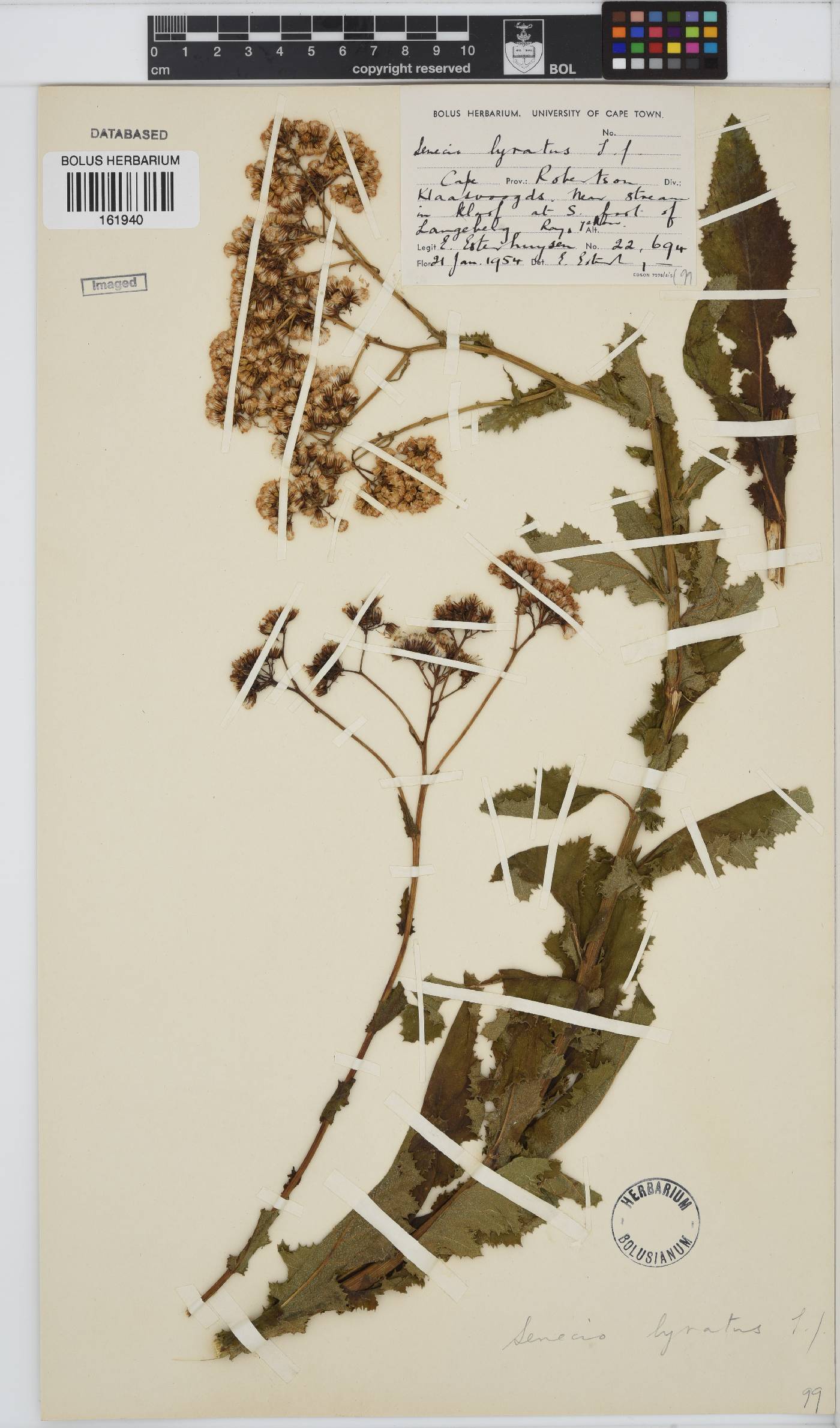 Senecio anapetes image