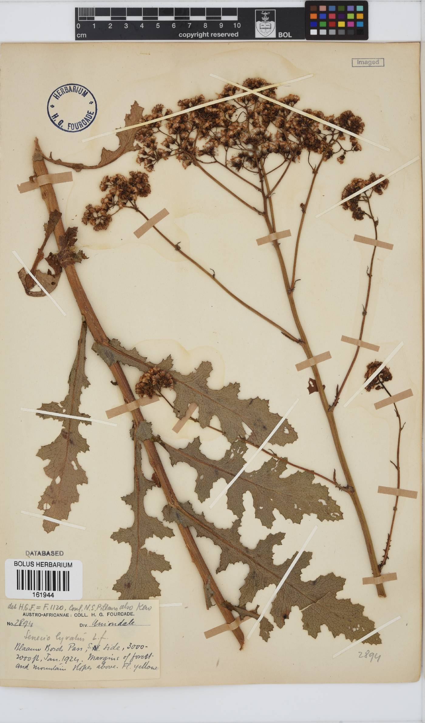 Senecio anapetes image