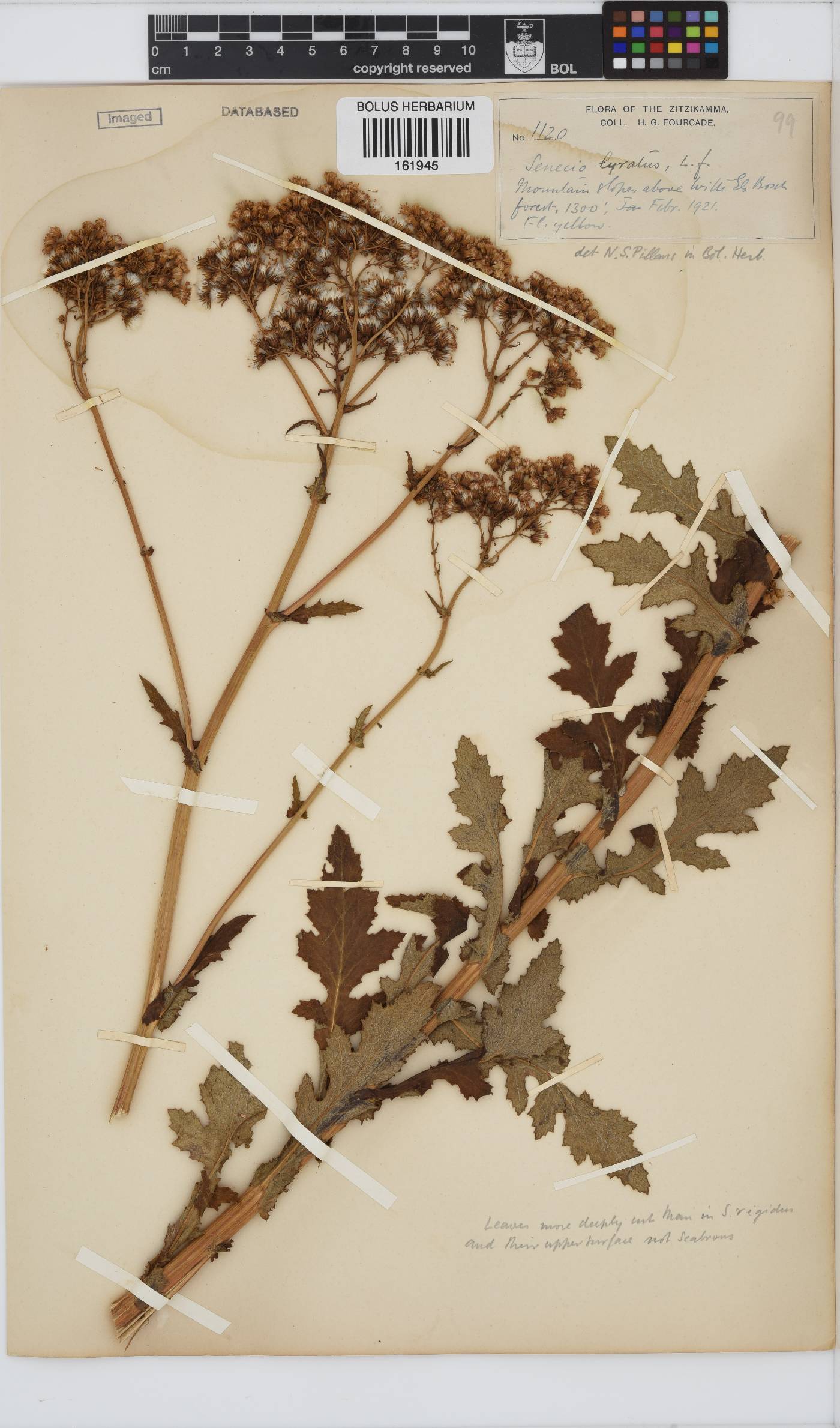 Senecio anapetes image