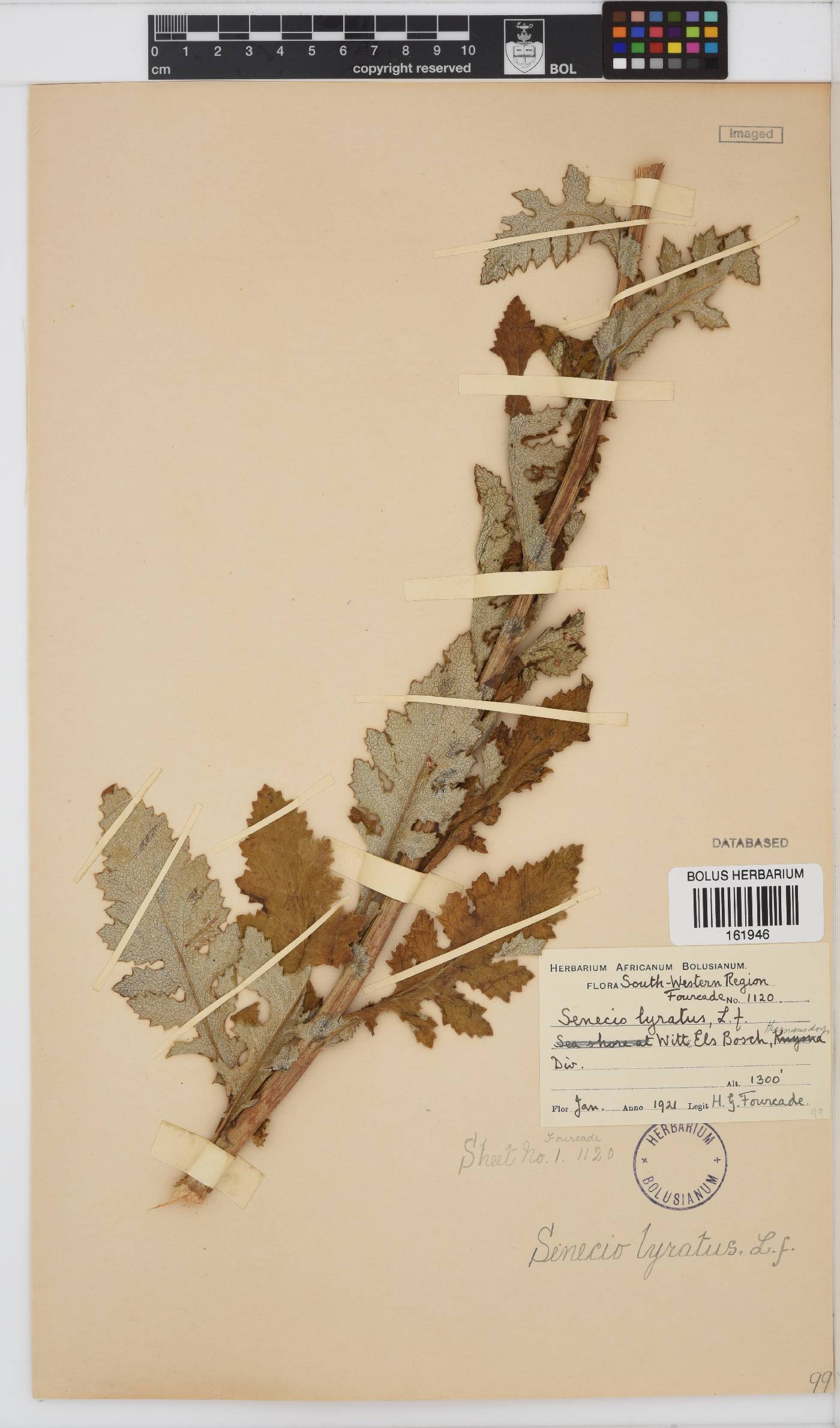 Senecio anapetes image