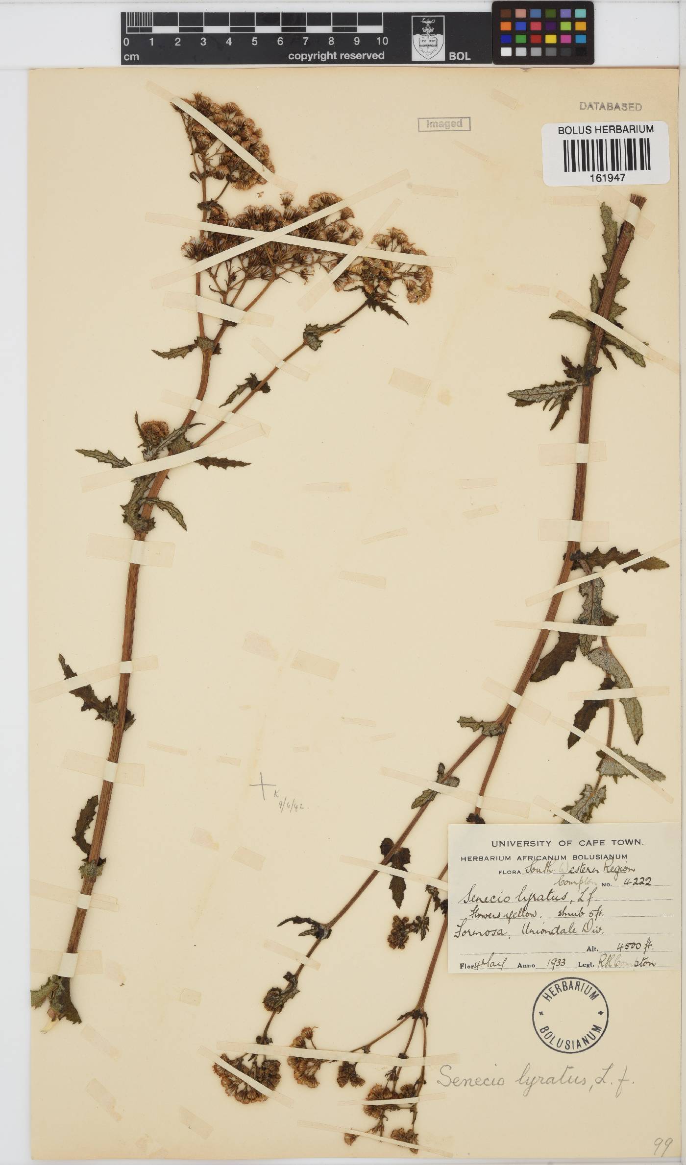 Senecio anapetes image