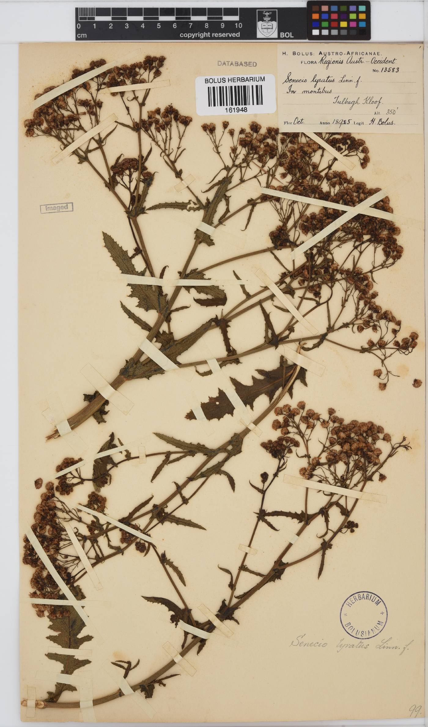 Senecio anapetes image