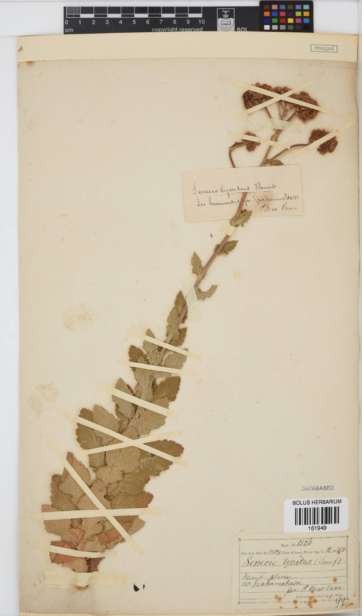 Senecio anapetes image