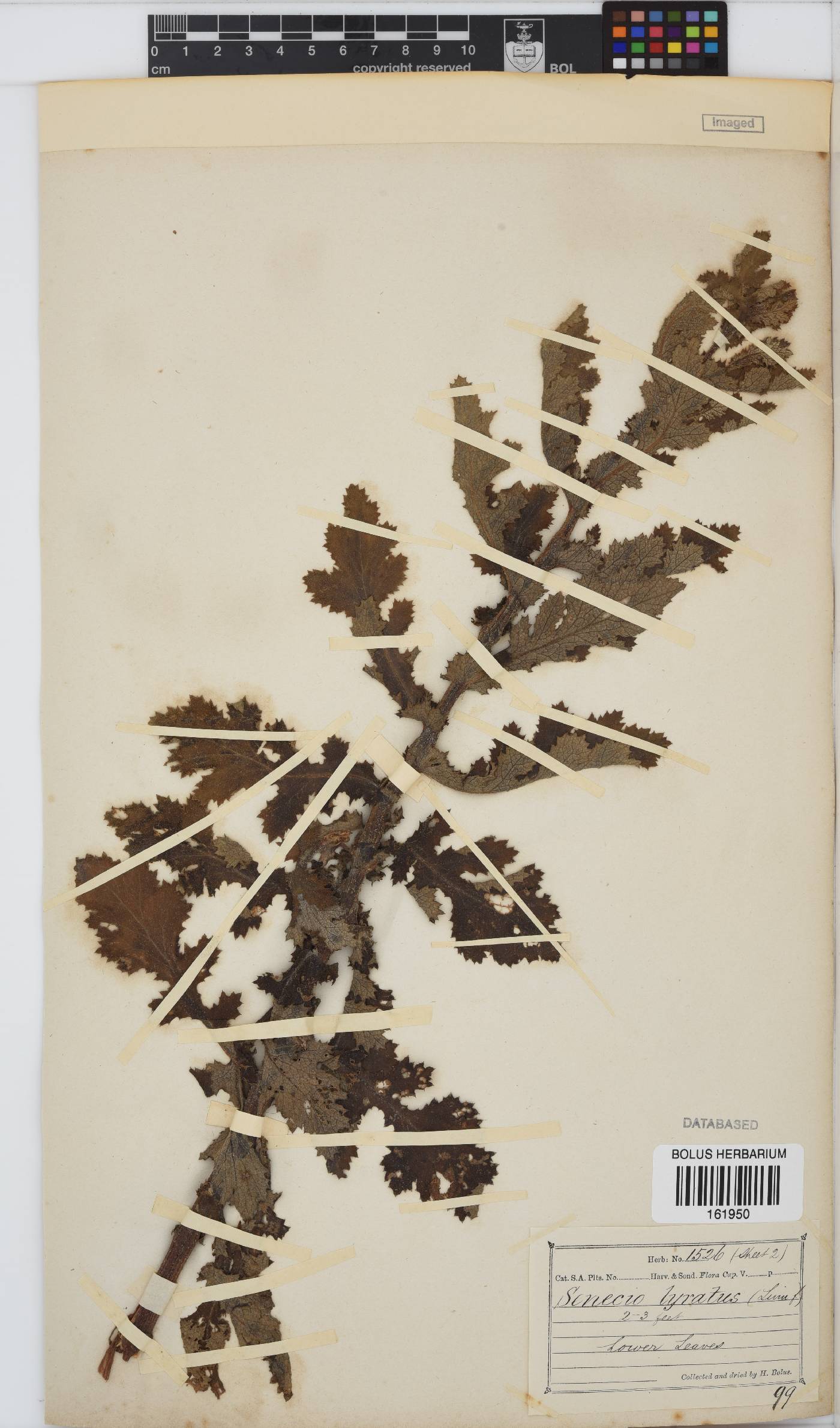 Senecio anapetes image
