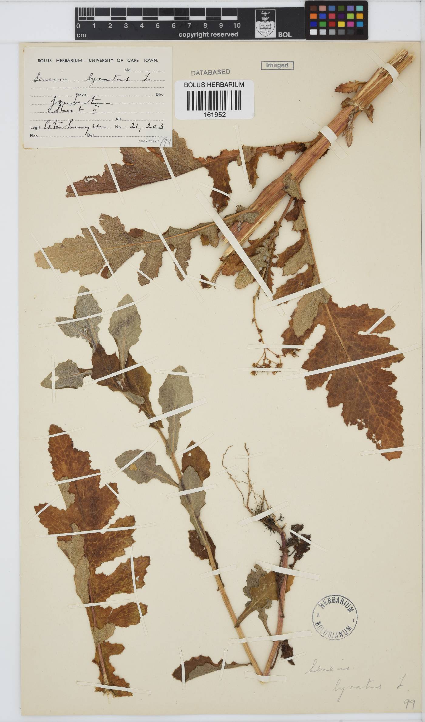 Senecio anapetes image