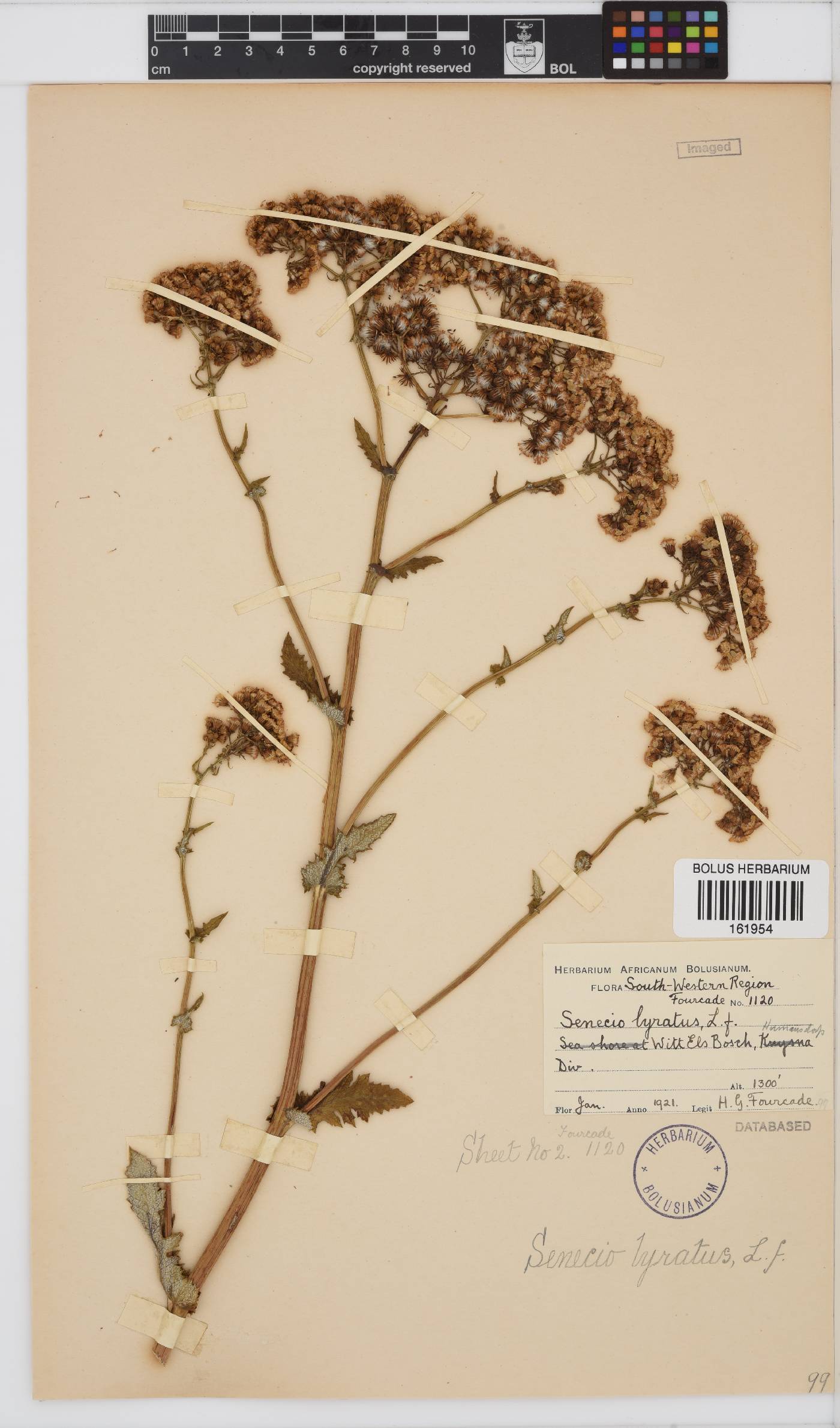 Senecio anapetes image
