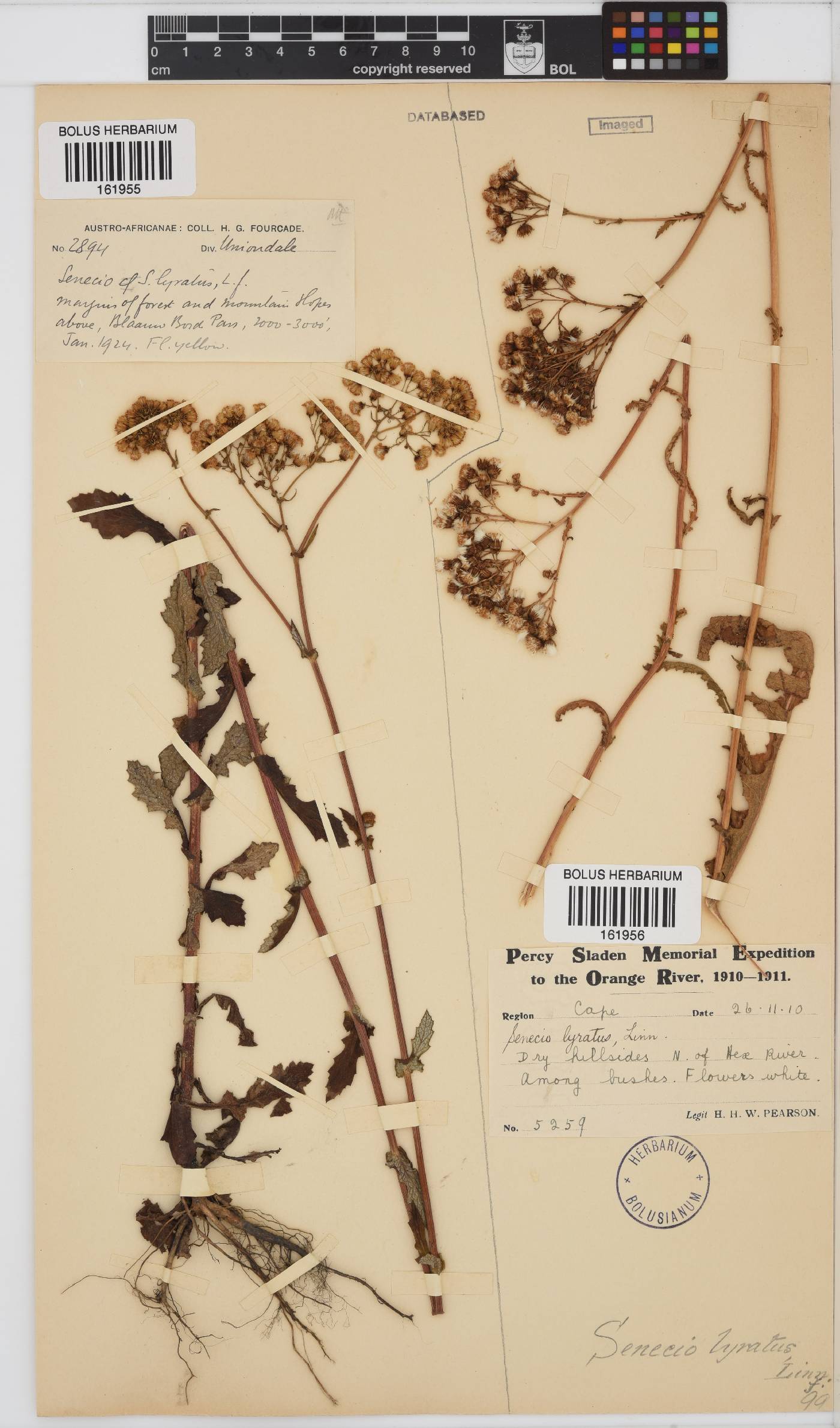 Senecio anapetes image
