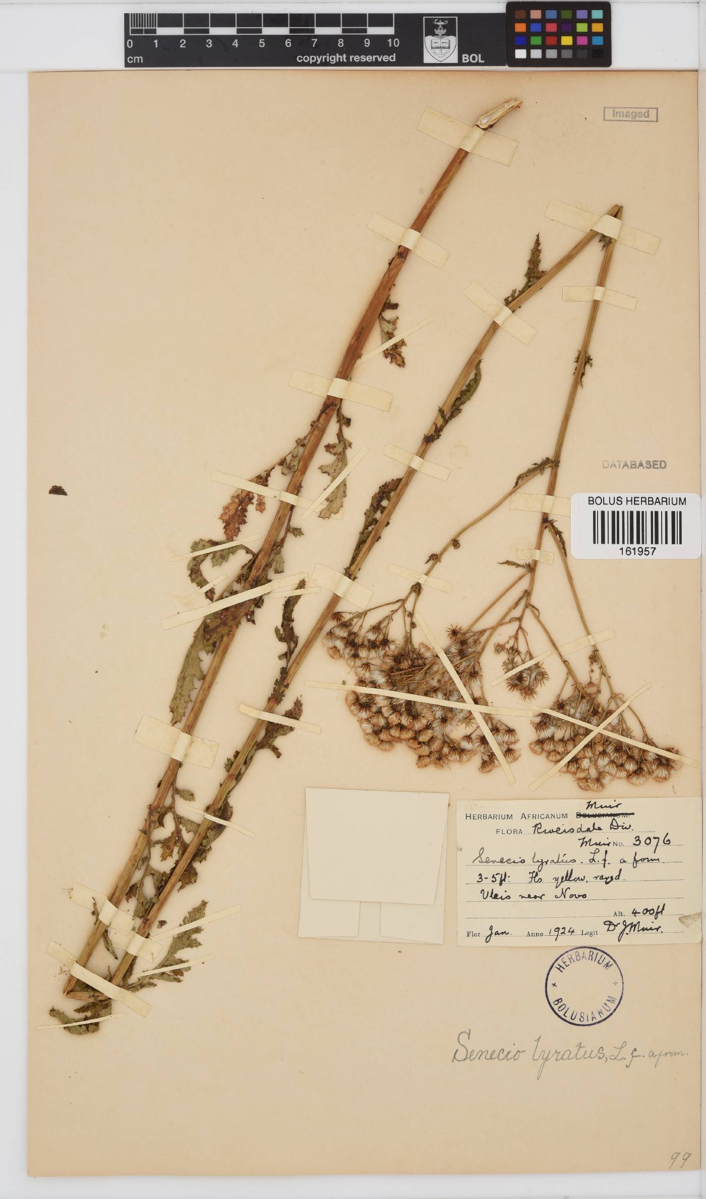 Senecio anapetes image