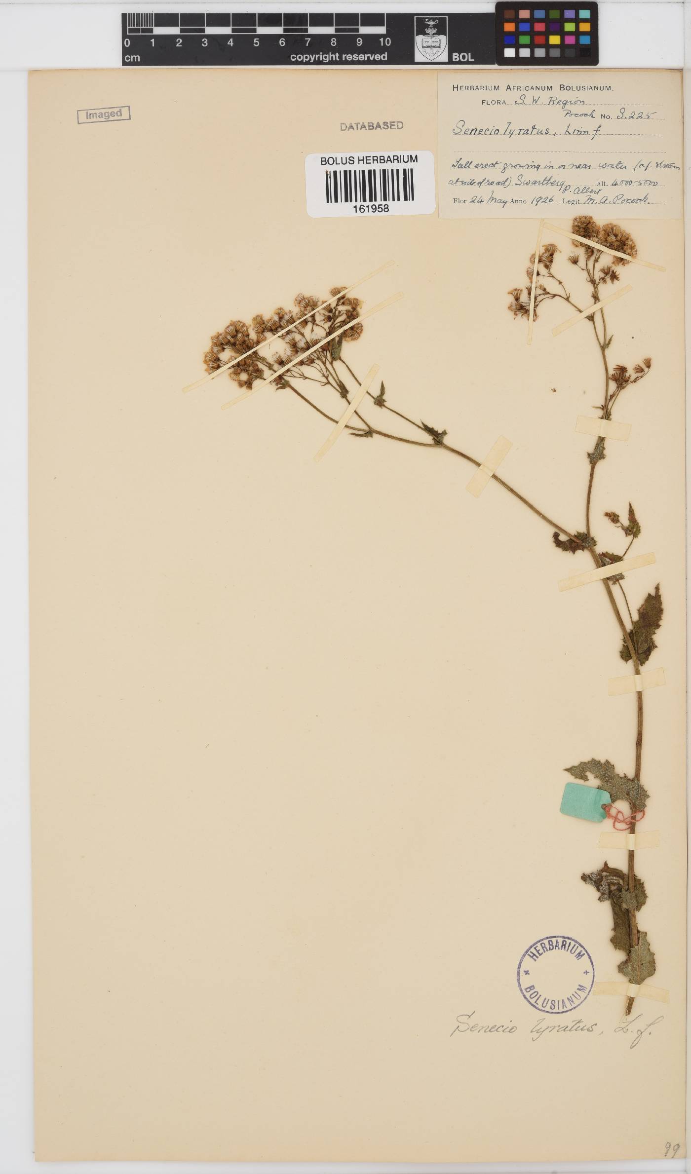 Senecio anapetes image