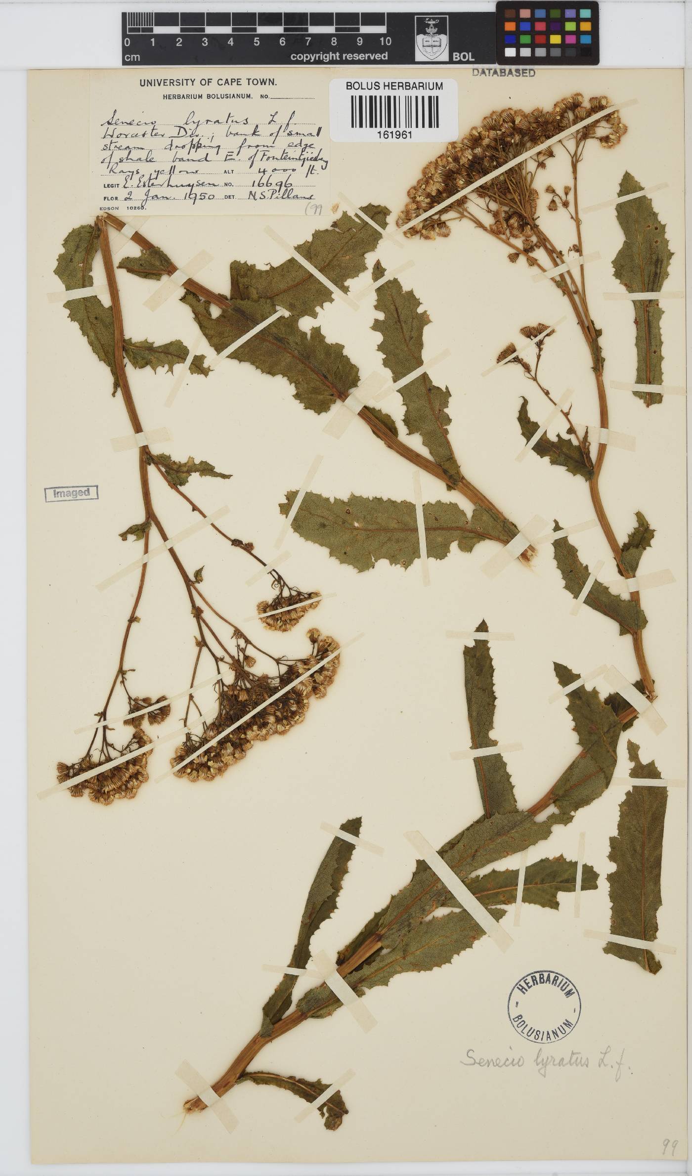 Senecio anapetes image