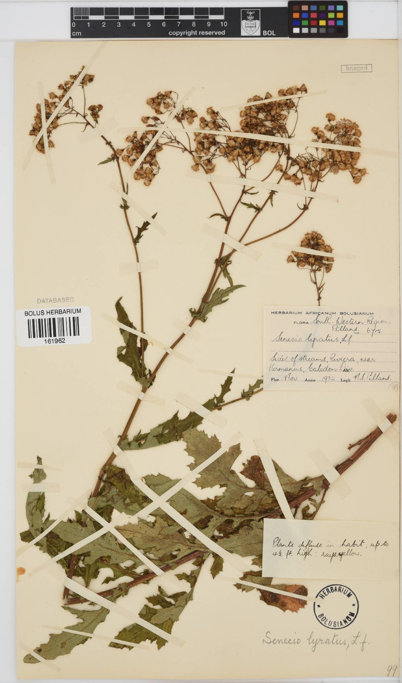 Senecio anapetes image