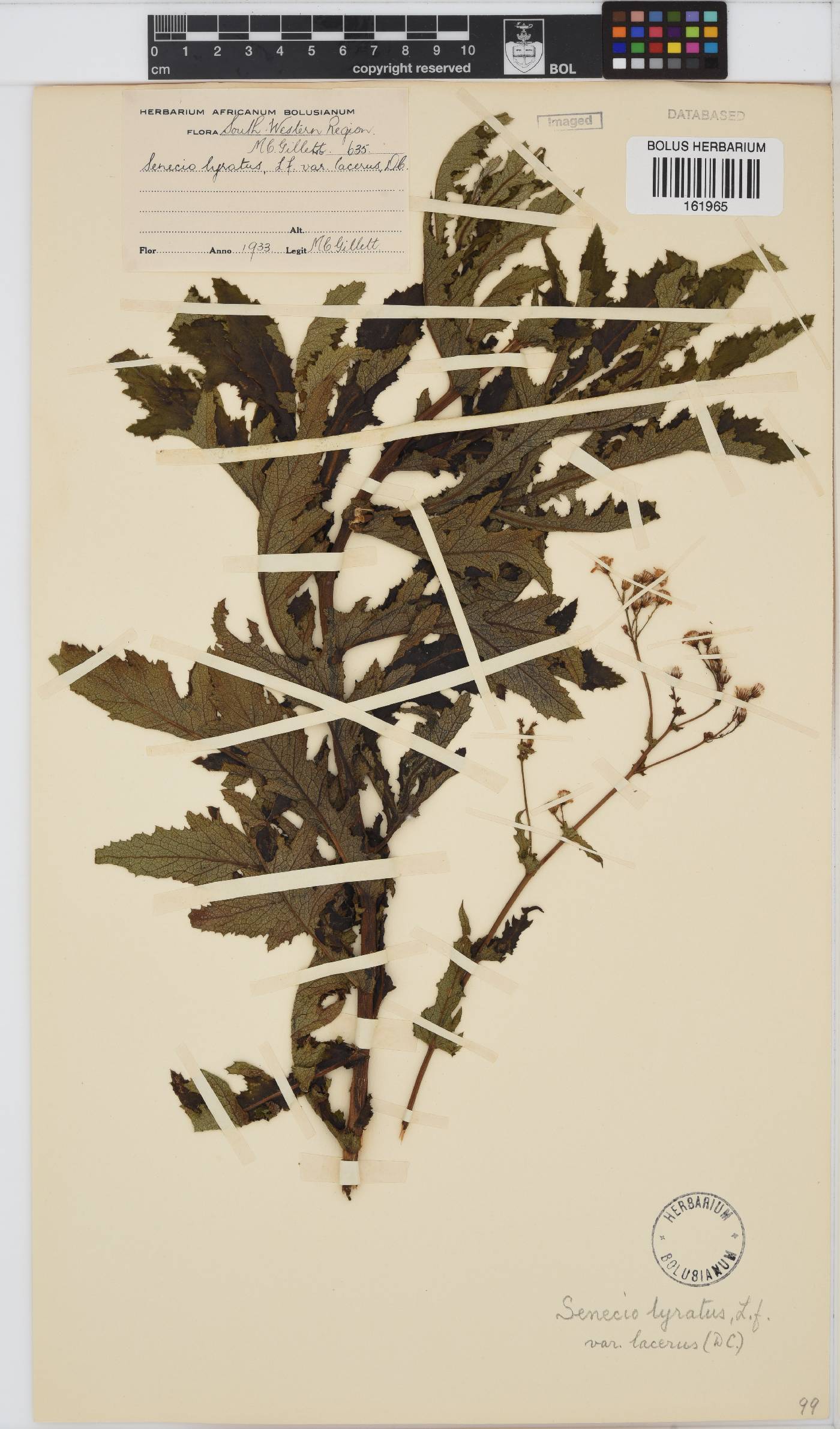 Senecio anapetes image